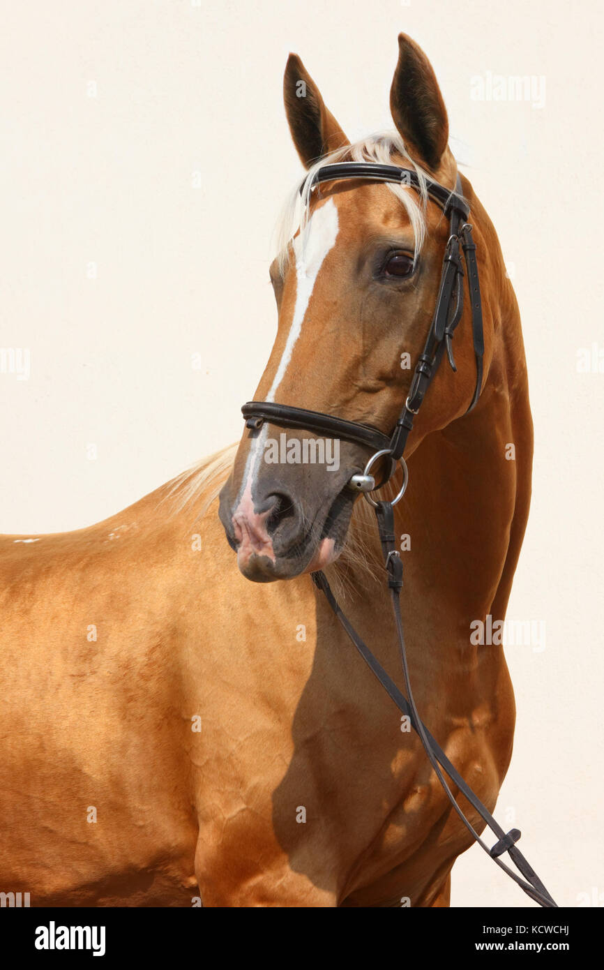 Portrait cheval don russe dans le stud à jour d'été Banque D'Images