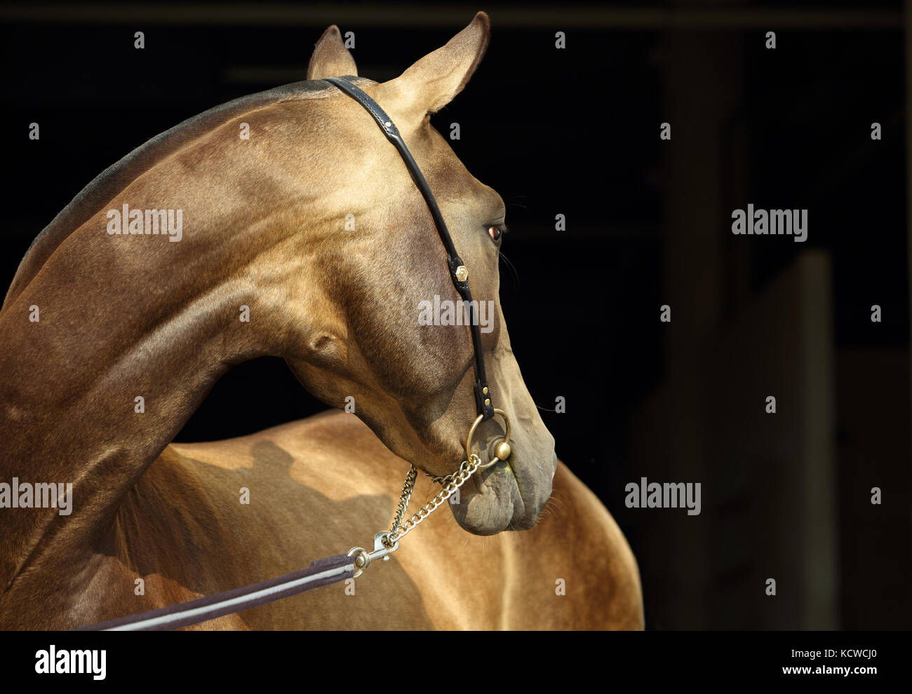 Chevaux akhal-teke dans un haras, Ashgabat, Turkménistan Banque D'Images