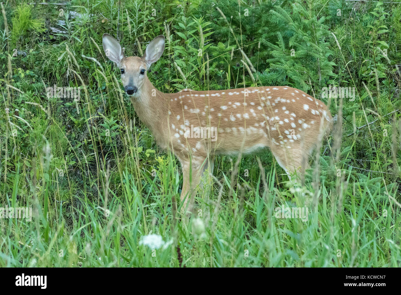 White-tailed deer fawn (Lepus americanus), Whitefish Falls, Ontario, canada Banque D'Images
