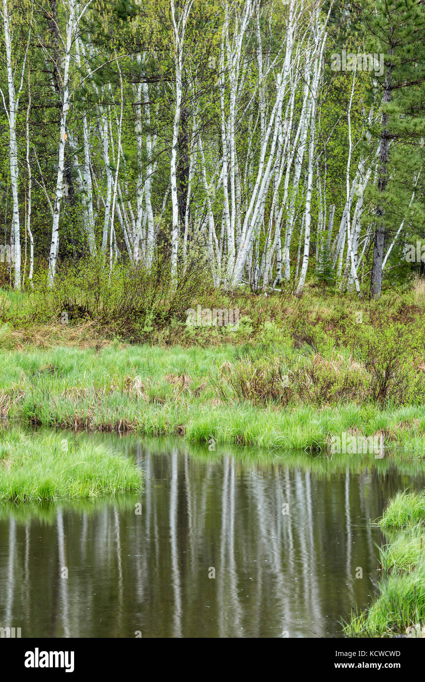 Les bouleaux reflète dans creek, Sudbury, Ontario, canada Banque D'Images