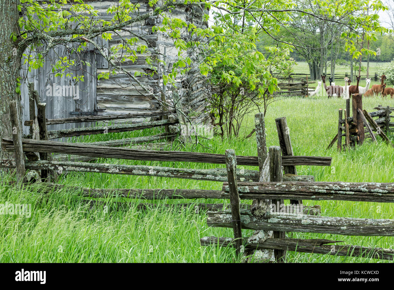 Ancienne grange en rondins de cèdre en lisse, clôture, kagawong, île Manitoulin, Ontario, canada Banque D'Images