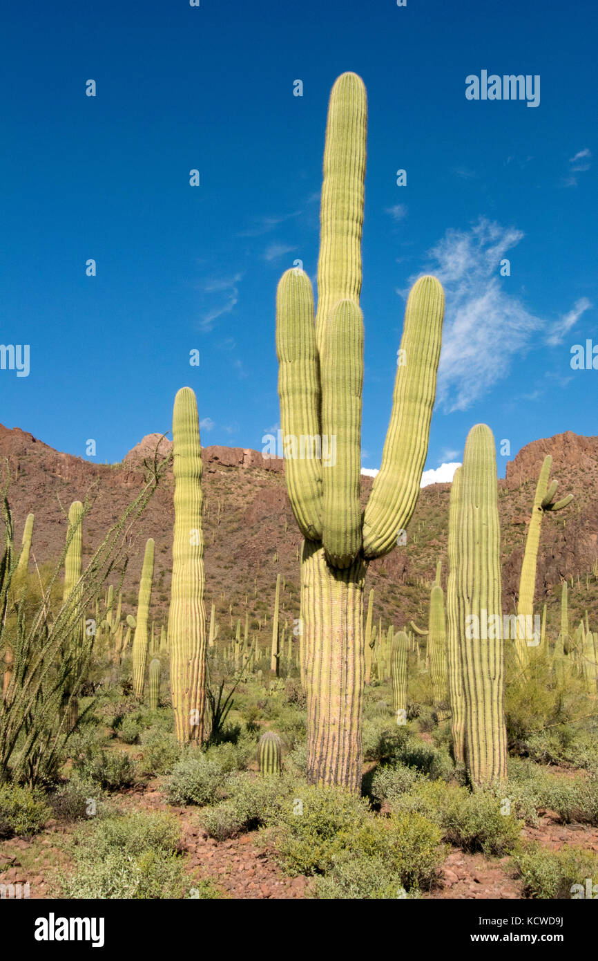 L'habitat du désert avec Saguaro Cactus (Carnegiea gigantea), Saguaro National Park, Tucson, AZ, États-Unis d'Amérique Banque D'Images