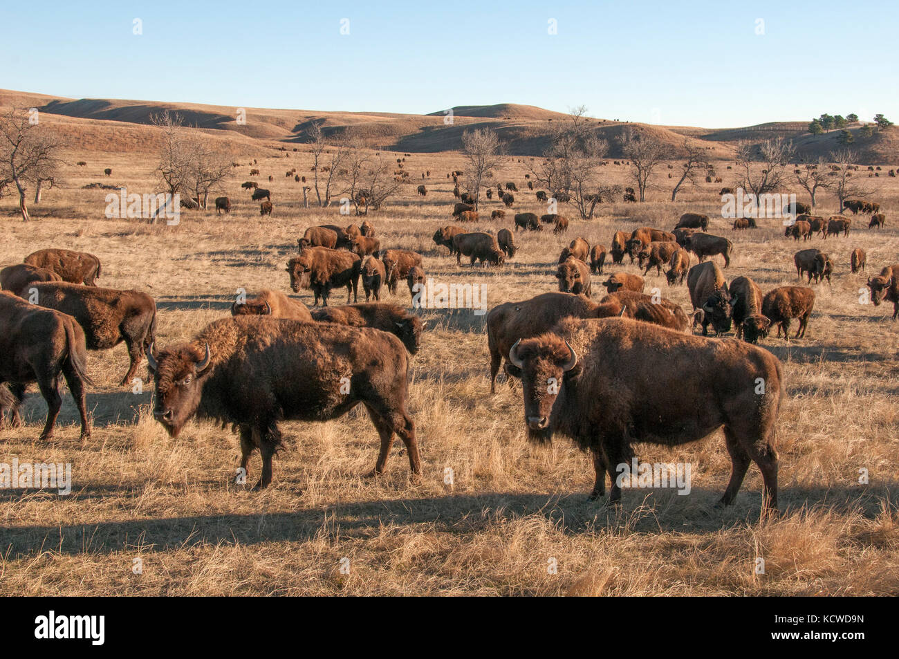 Le troupeau de bisons des prairies. (Bison bison), Wind Cave Nat'l Park, Dakota du Sud, à la fin de l'automne, USA Banque D'Images