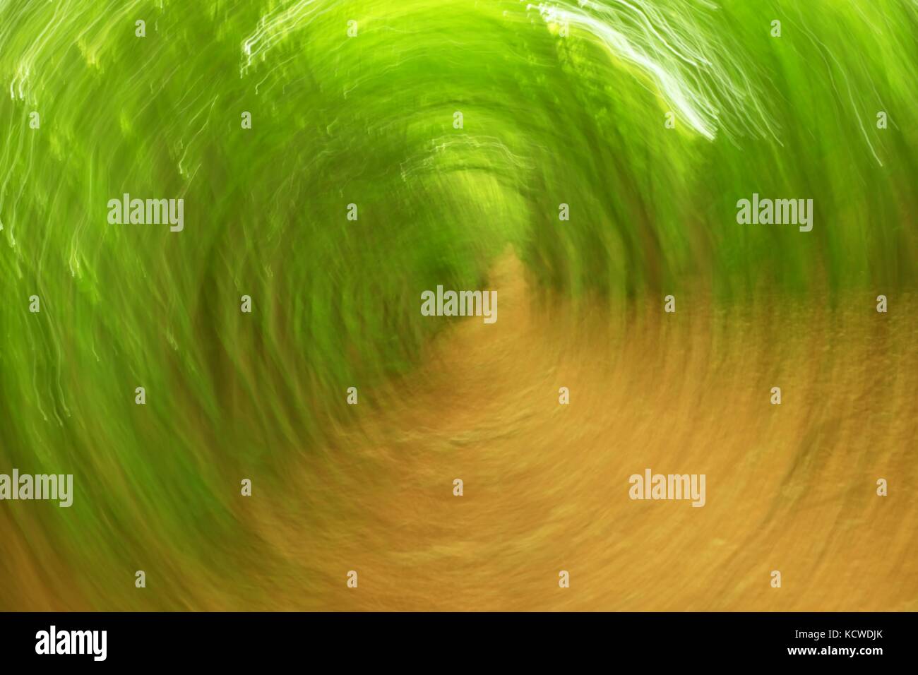 Forêt de flou artistique en arrière-plan du cercle. floue et de couleurs vert frais ciblées en forêt, feuilles d'oranger sur chemin. effet flou hypnotique. Banque D'Images