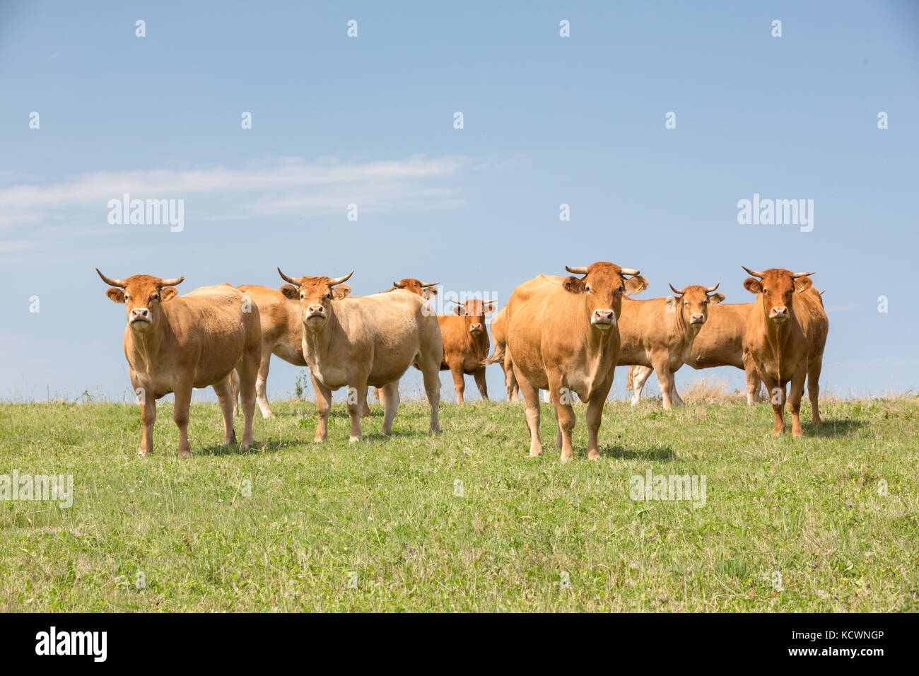 Un troupeau de vaches femelle Limousin regardant la caméra sur un pré herbeux vert avec l'horizon à l'arrière contre le ciel bleu. Limousin, France. Banque D'Images