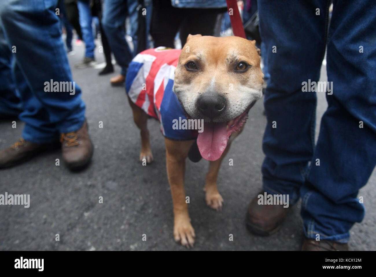 Un chien porte un Union Jack en tant que membre du groupe anti-extrémiste  football Lads Alliance (FLA) et des fanatiques de football de tout le pays  se sont rassemblés sur Park Lane