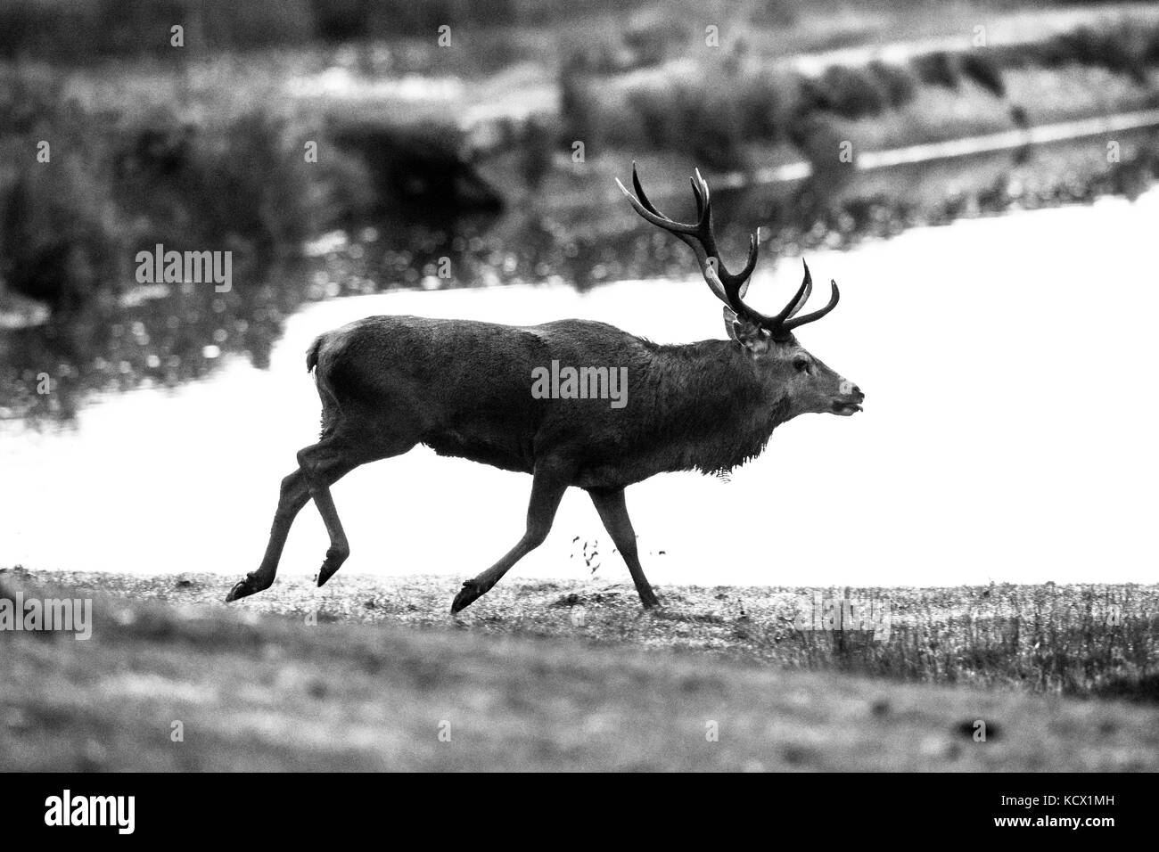 Red Deer à maturité durant la saison du rut. Banque D'Images