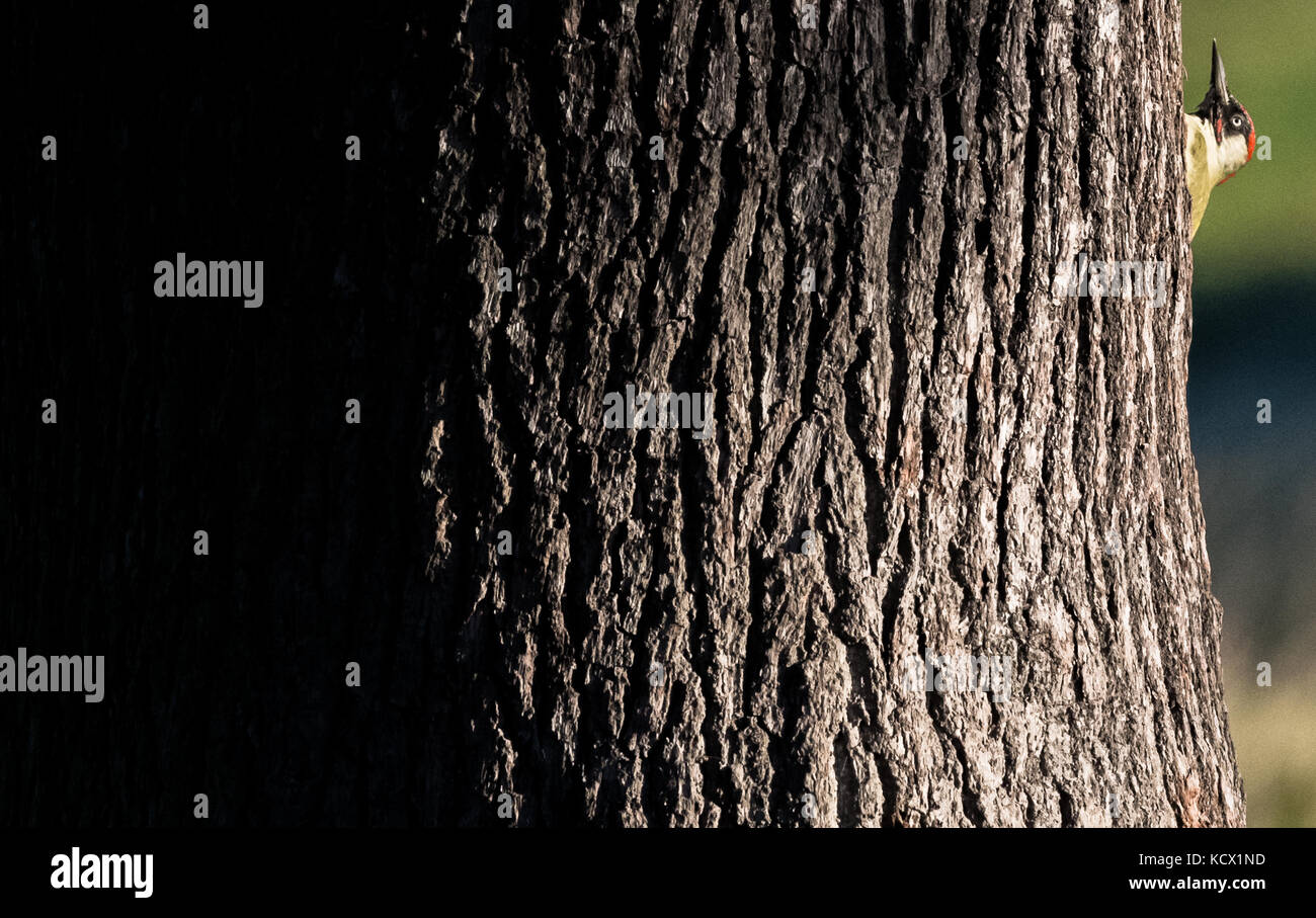 Pic Vert à la recherche de nourriture sur un chêne. Banque D'Images