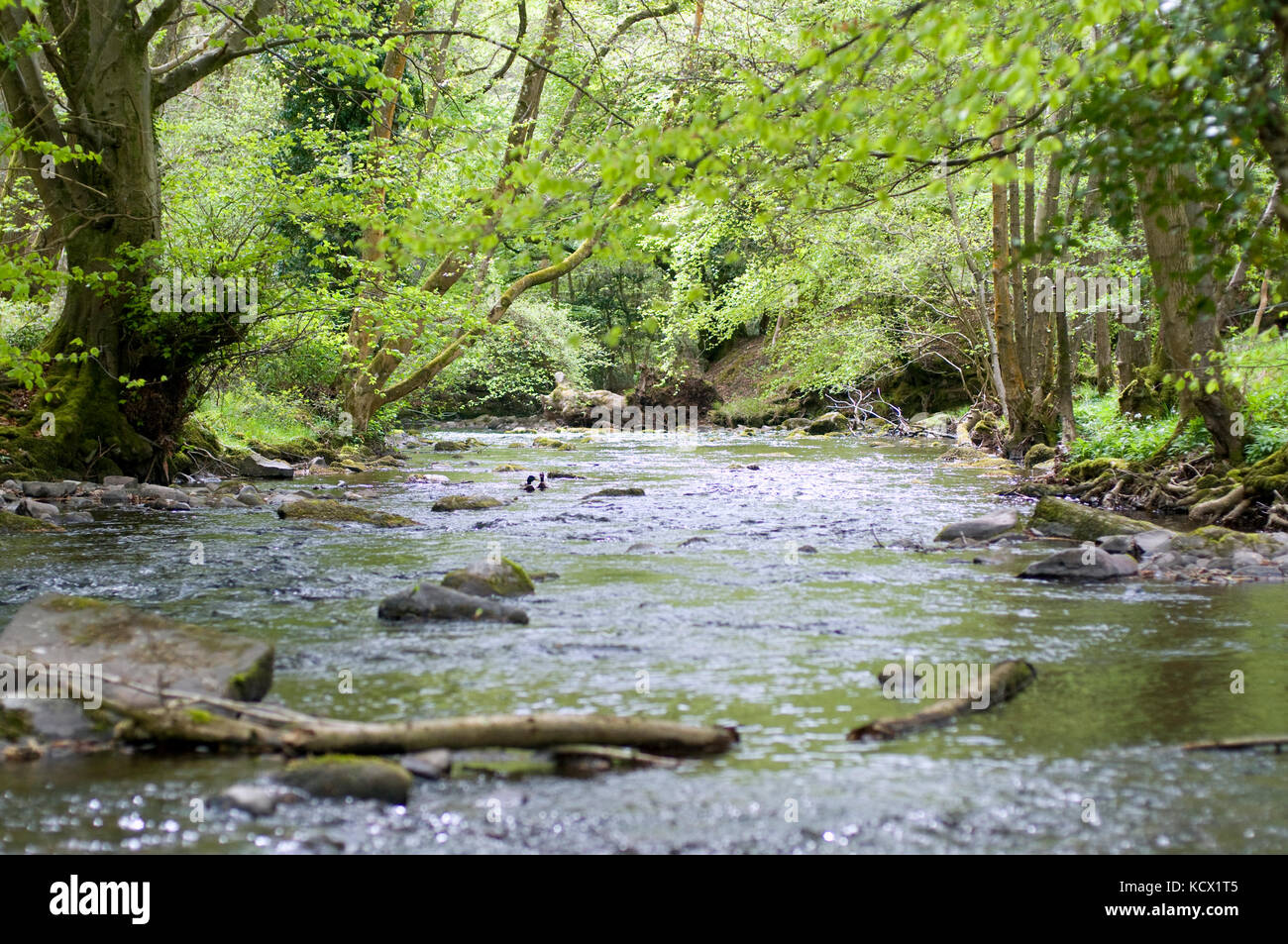 La rivière Usk Brecon Beacons au Pays de Galles du Sud Banque D'Images