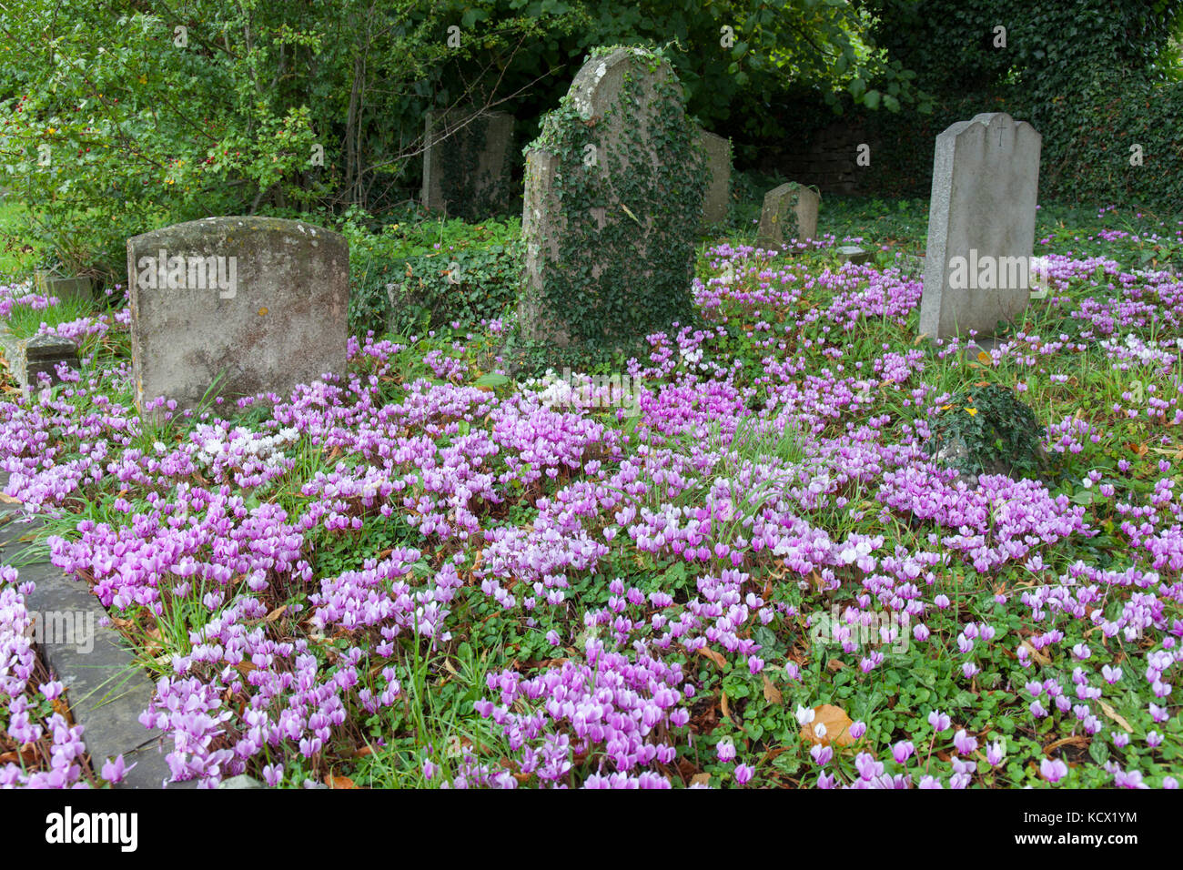 Cyclamen poussant à l'état sauvage dans le cimetière, Chipping Campden, Cotswolds, Gloucestershire, Angleterre, Royaume-Uni, Europe Banque D'Images