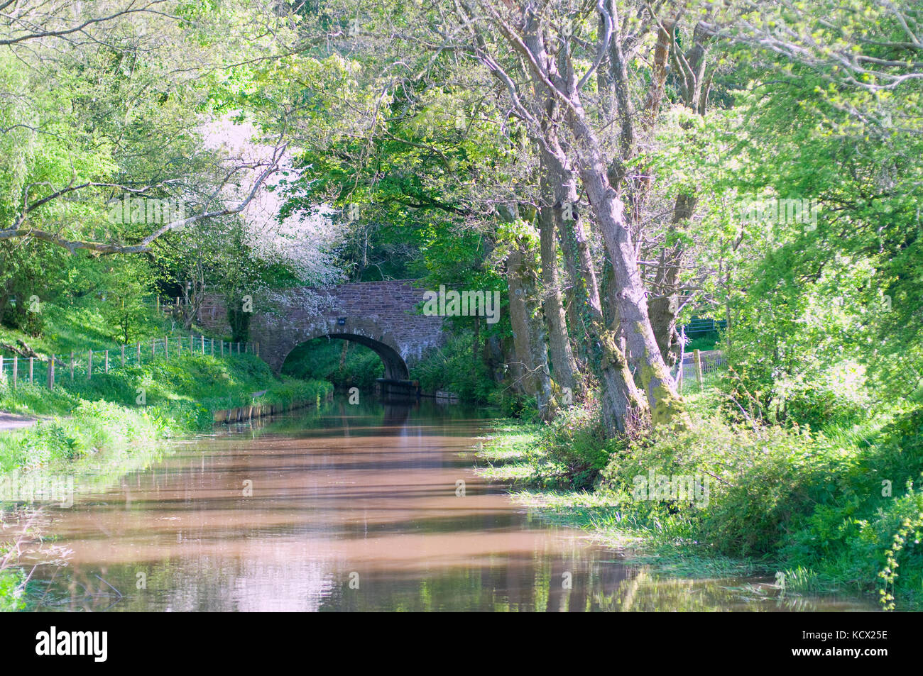 River & bridge dans les Brecon Beacons au printemps Banque D'Images
