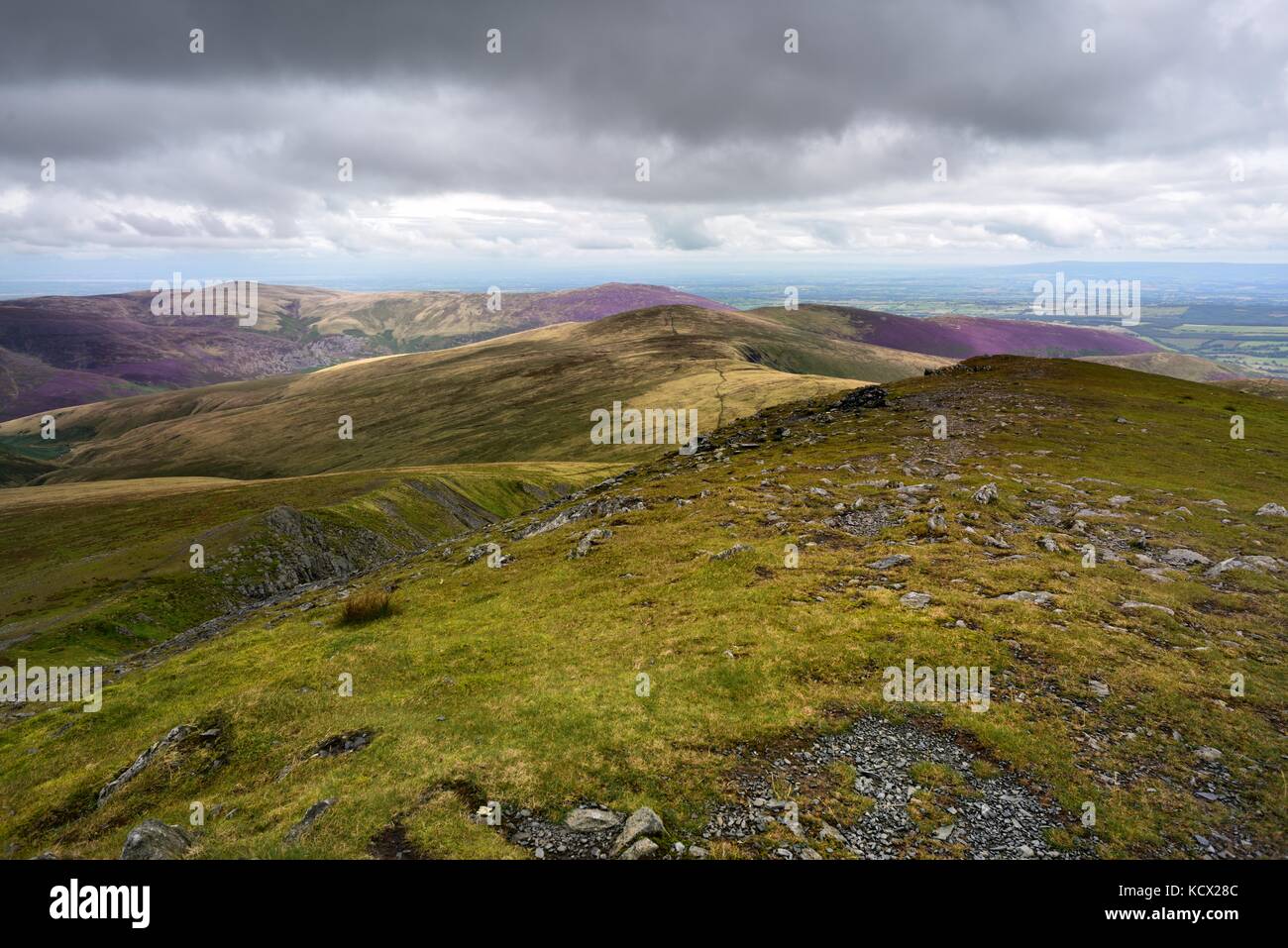 Dans atkinson pike à violet carrock est tombé Banque D'Images