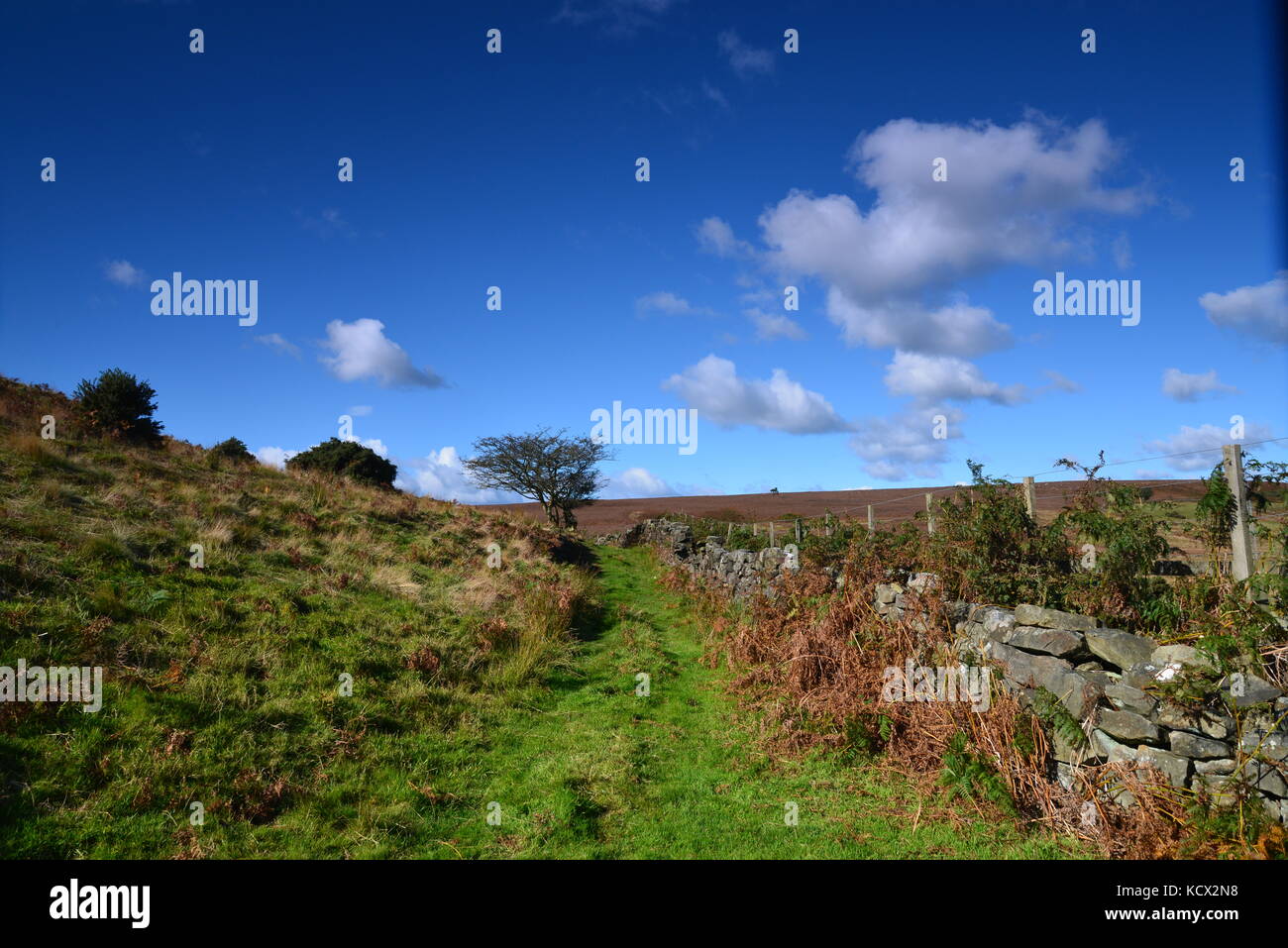 Mur et champ de pierre sec par une journée ensoleillée dans les North York Moors, Royaume-Uni Banque D'Images