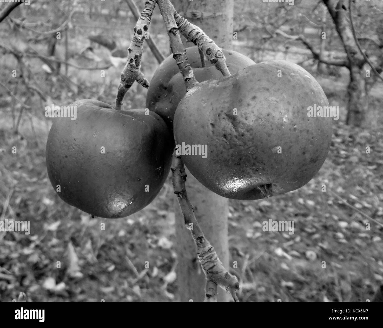 Photo d'une pomme dans l'arbre, matin shot noir et blanc Banque D'Images