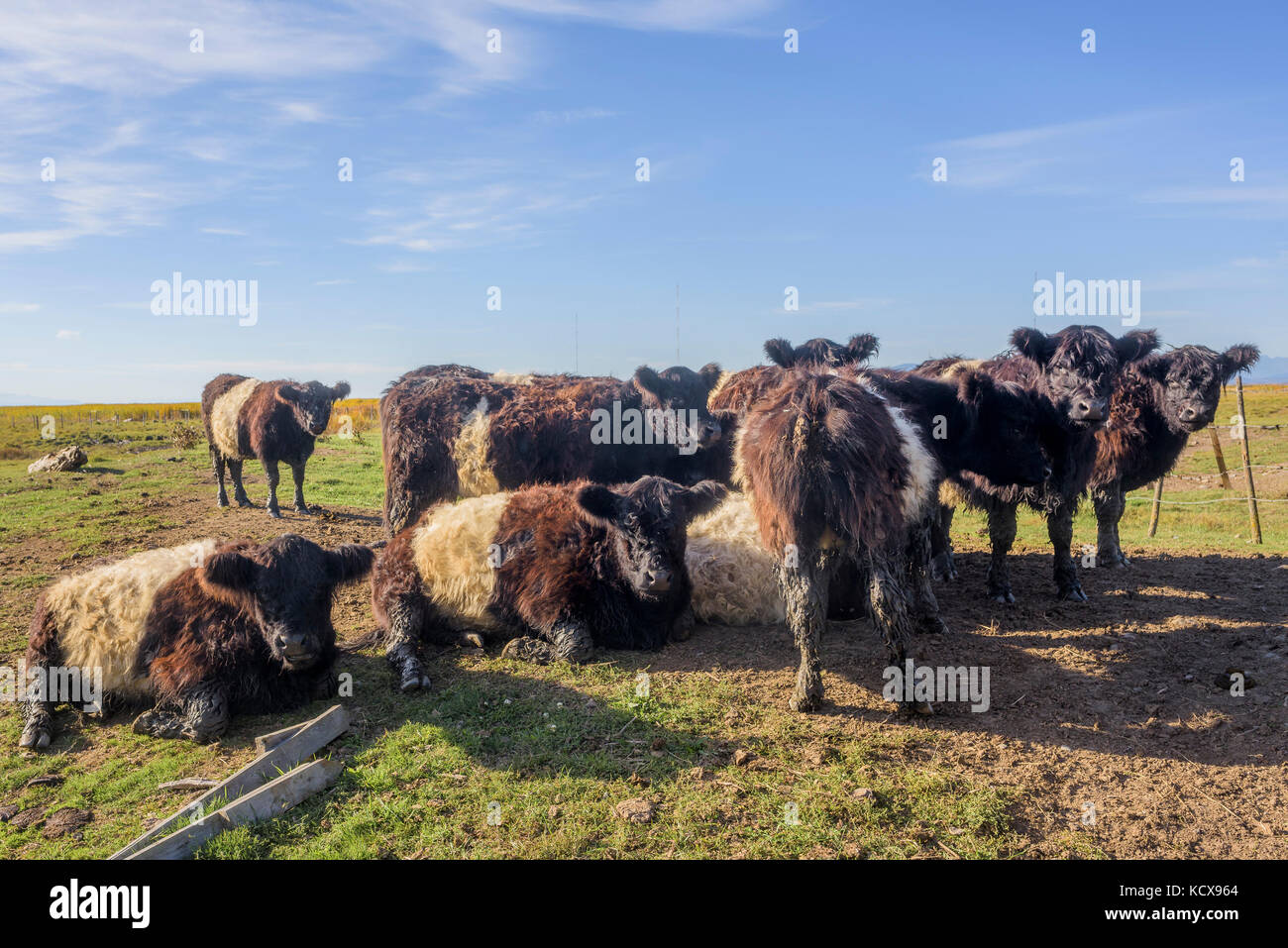 Belted Galloway cattle une race du patrimoine de bovins à viande. Steve's Farm, Steveston, Richmond, British Columbia, Canada Banque D'Images