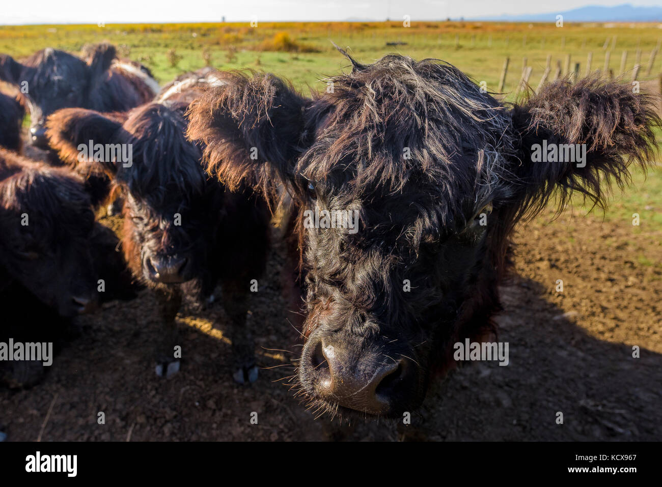 Belted Galloway cattle une race du patrimoine de bovins à viande. Steve's Farm, Steveston, Richmond, British Columbia, Canada Banque D'Images