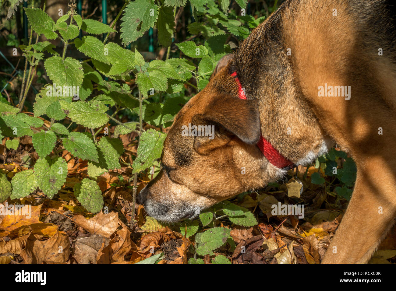 https://c8.alamy.com/compfr/kcxc0k/dog-sniffing-des-orties-de-toucher-les-feuilles-urticantes-kcxc0k.jpg