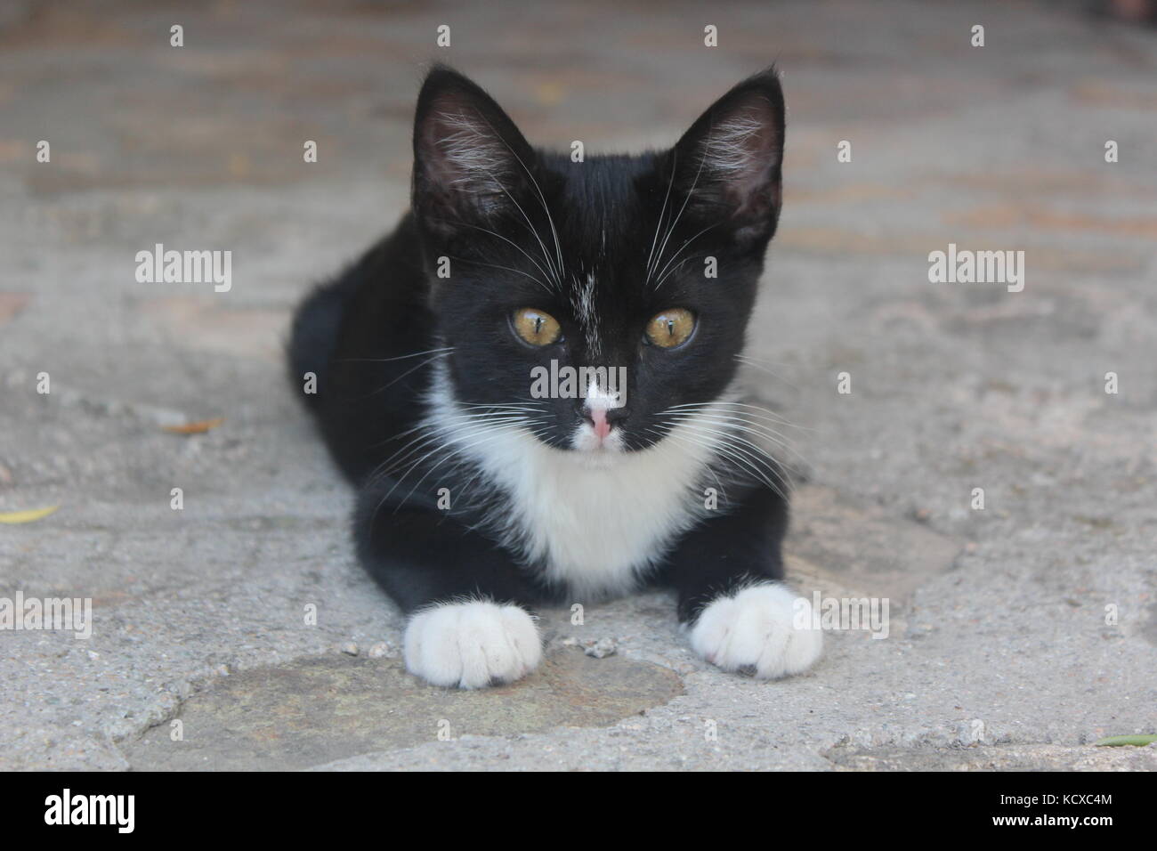 Chaton noir et blanc avec des yeux jaunes s'accroupit sur un sol en pierre. Banque D'Images
