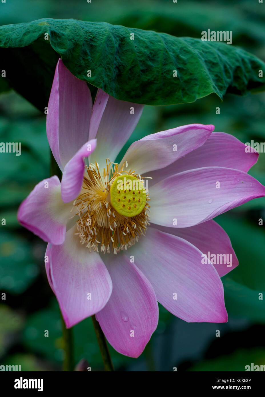 Close up de fleur de lotus, bali Banque D'Images
