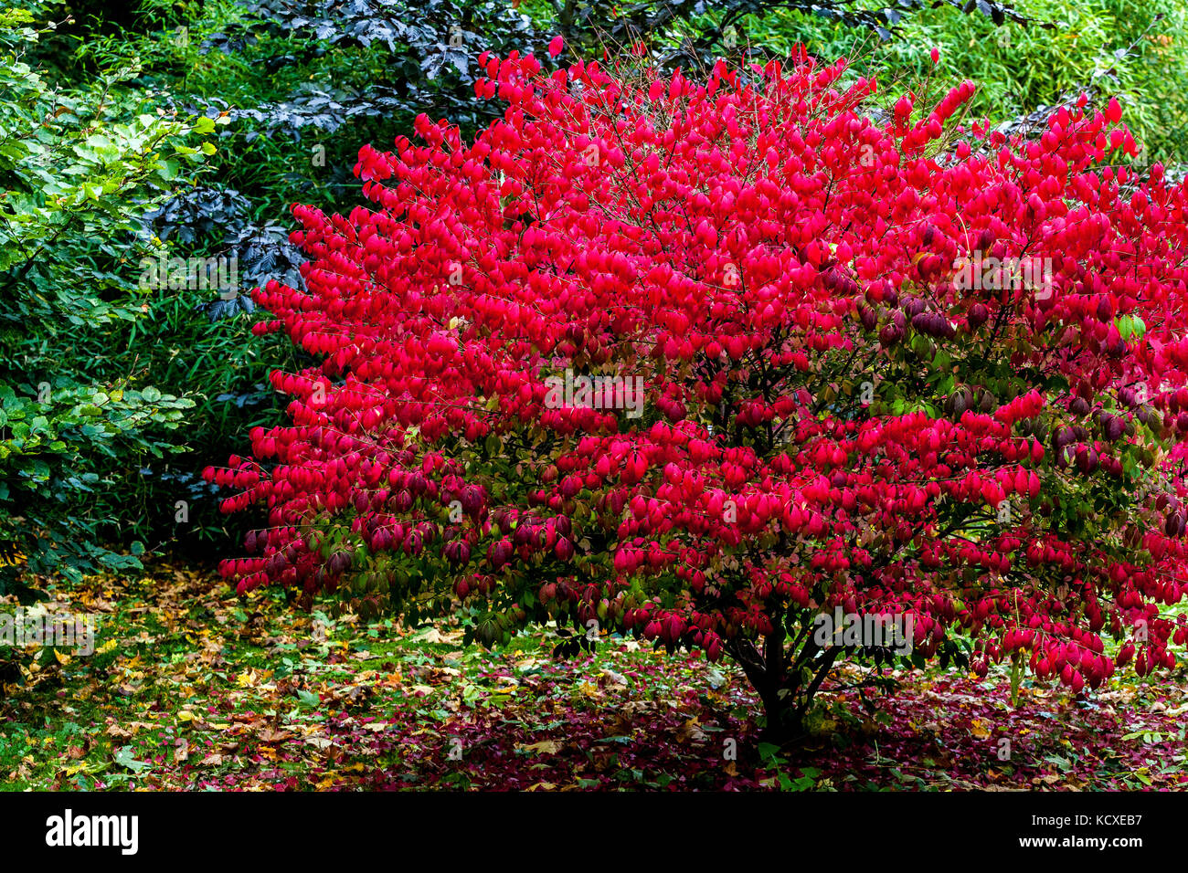Euonymus alatus 'Compactus', broche ailée ou buisson brûlant automne rouge feuilles couleur Banque D'Images