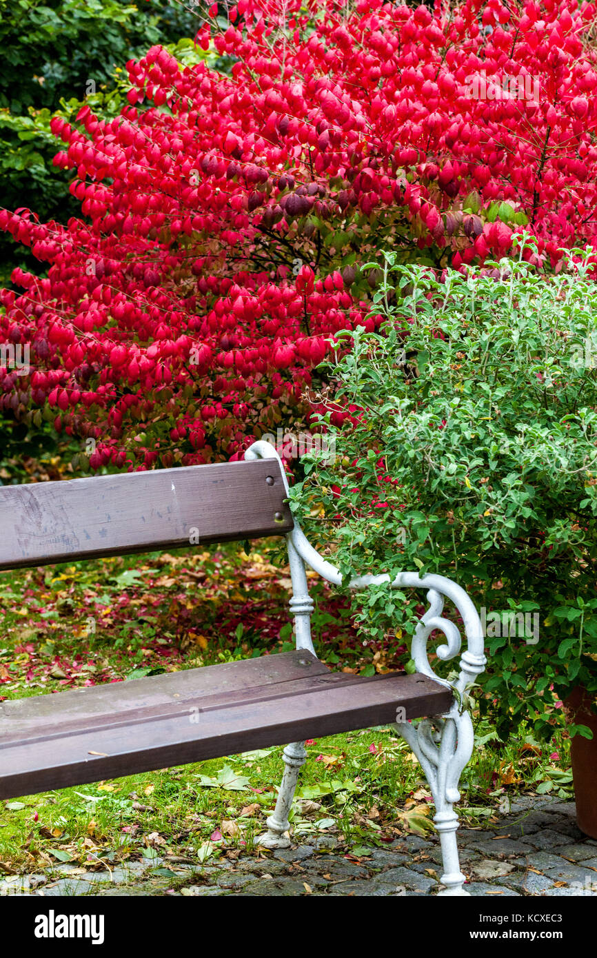Euonymus alatus 'Compactus', broche ailée ou buisson brûlant avec feuilles rouges d'automne, jardin d'octobre, banc de jardin d'automne Banque D'Images