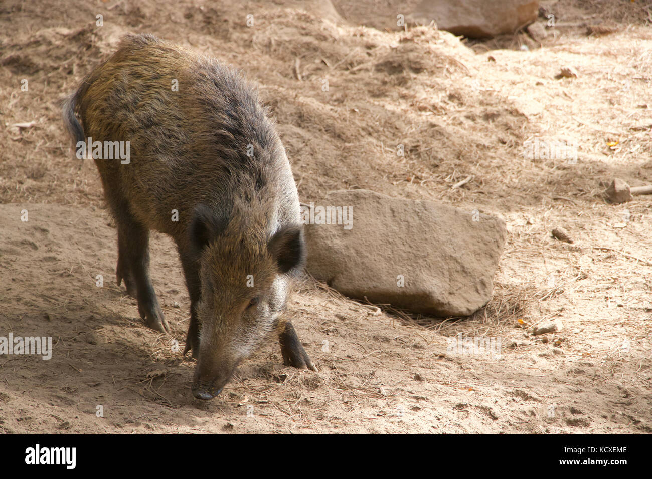 Sanglier, sanglier. Vit au Parque Biológico, à Gaia, Porto, Portugal. Conservation des animaux. Banque D'Images