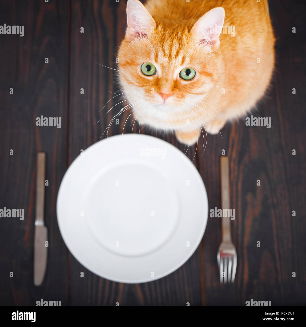 Chat Affame Pres D Une Assiette Vide Et Des Couverts Sur Une Table En Bois Photo Stock Alamy