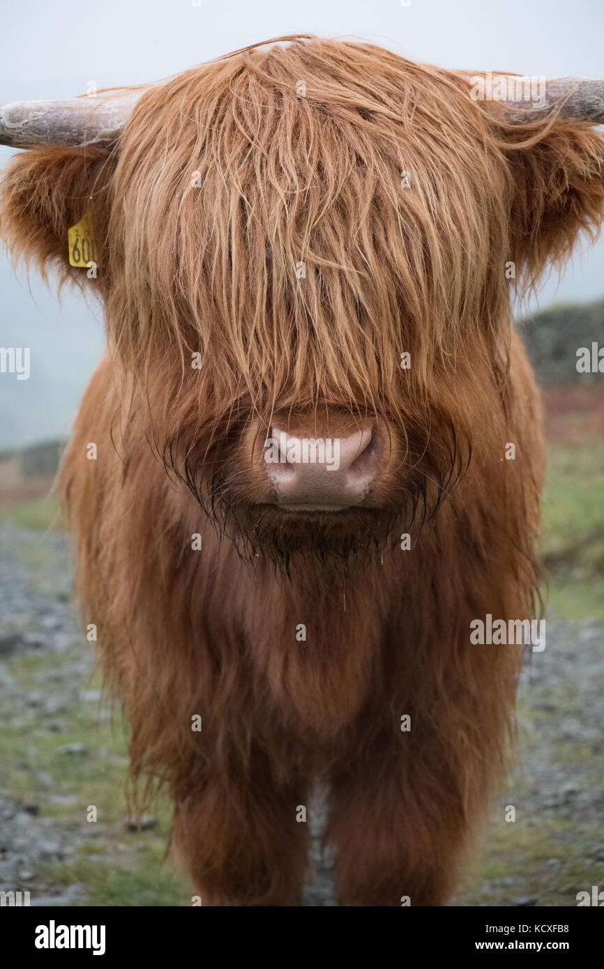 Highland Cow, parc national de Lake District, Royaume-Uni Banque D'Images