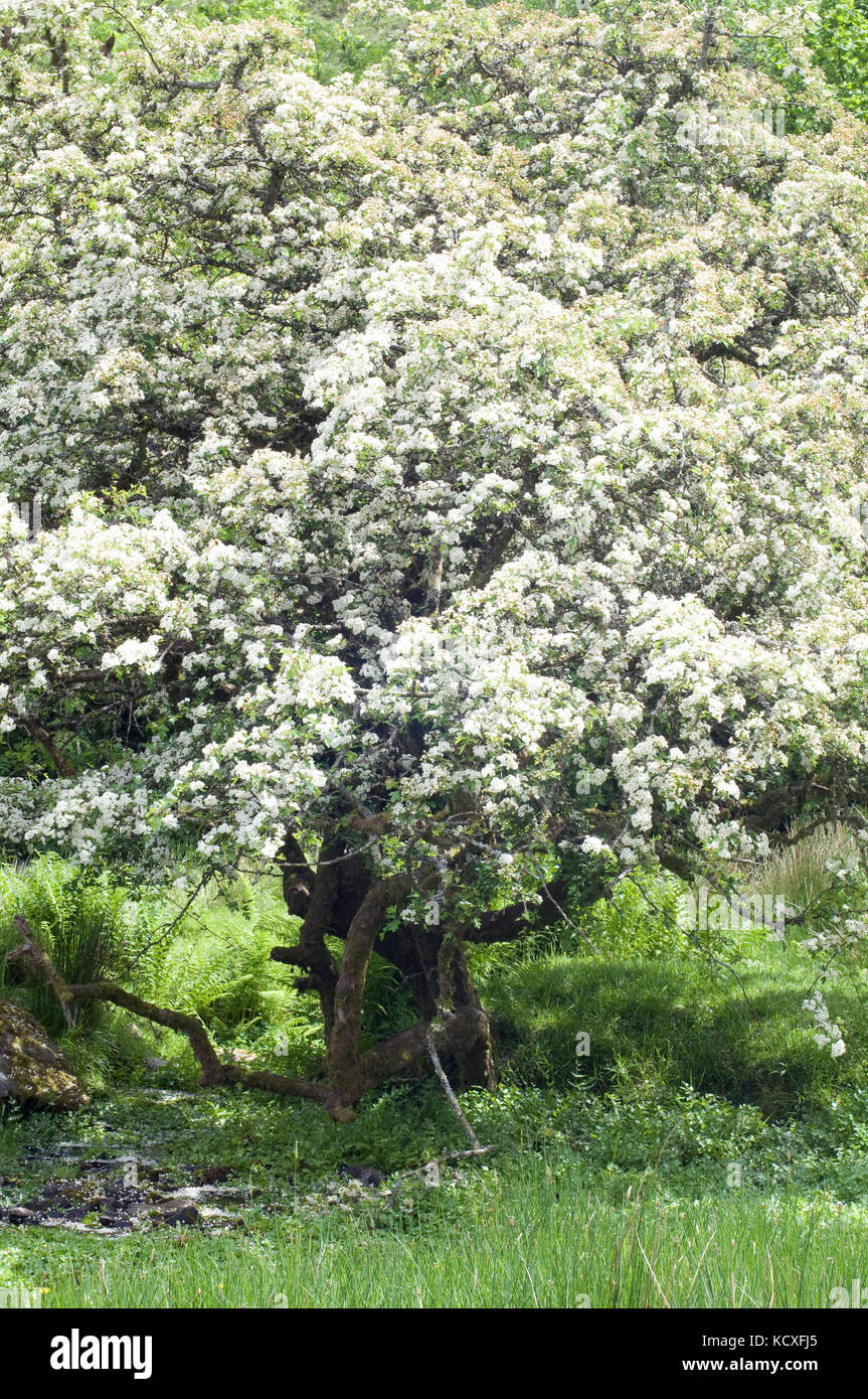 Peut Thorn Tree en pleine floraison Banque D'Images