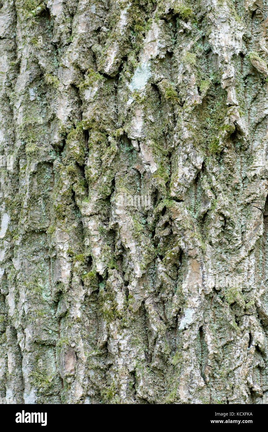 Close up de l'écorce des arbres matures Banque D'Images
