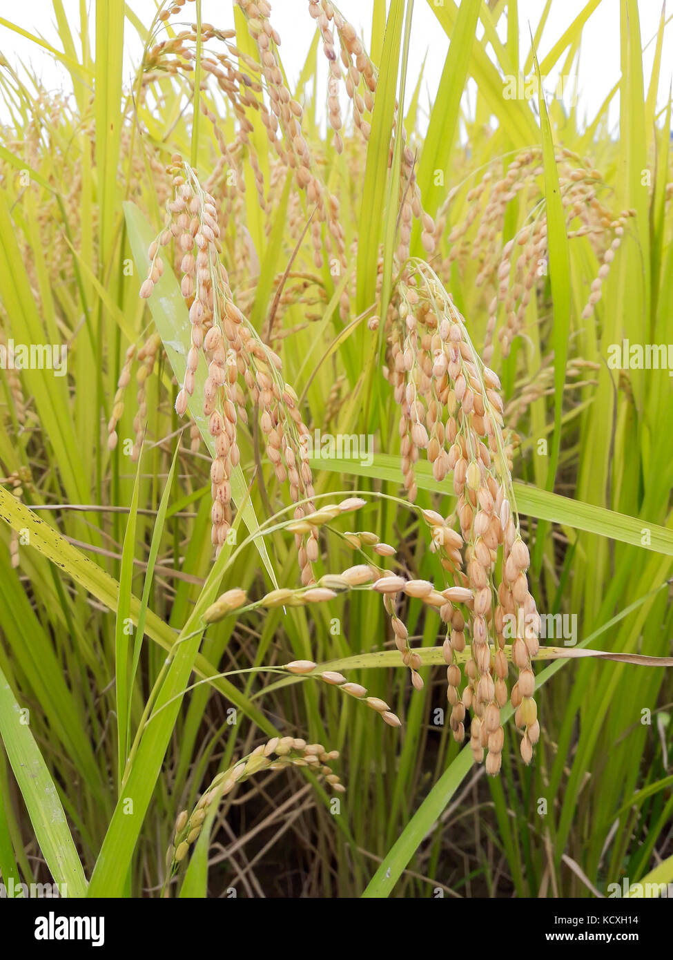 Culture de riz. Banque D'Images