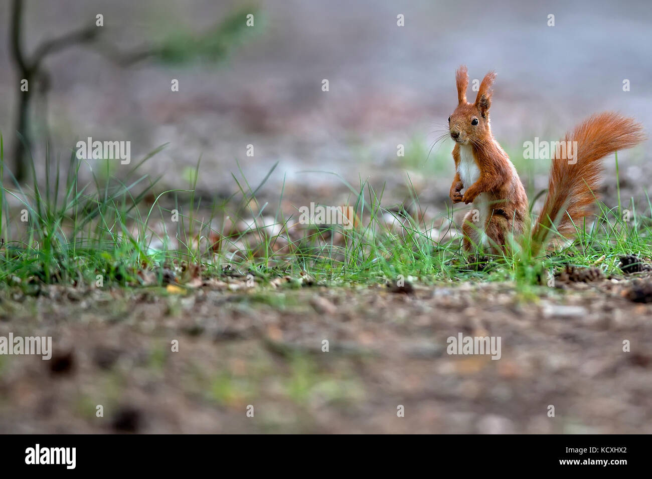 Écureuil rouge dans la forêt Banque D'Images