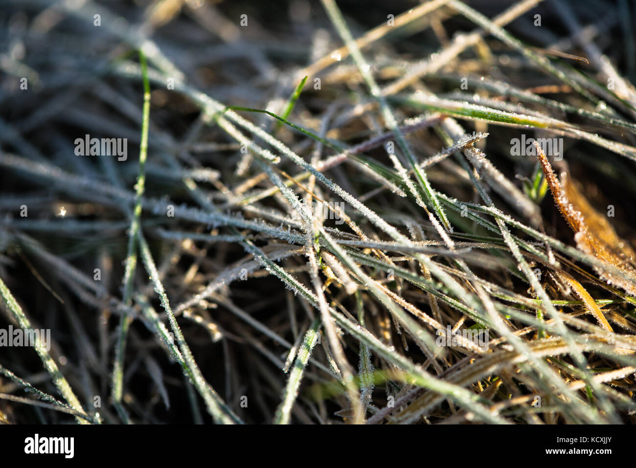 Feuilles d'herbe macro close up des cristaux de glace hiver gel neige détail Banque D'Images