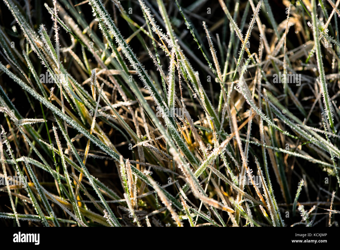 Feuilles d'herbe macro close up des cristaux de glace hiver gel neige détail Banque D'Images