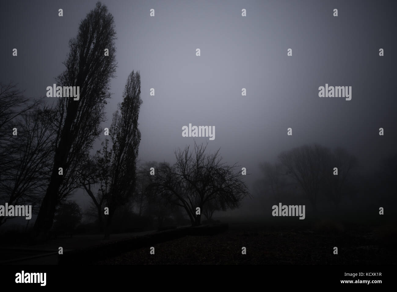 Scène sombre brouillard mystérieux d'arbres Banque D'Images