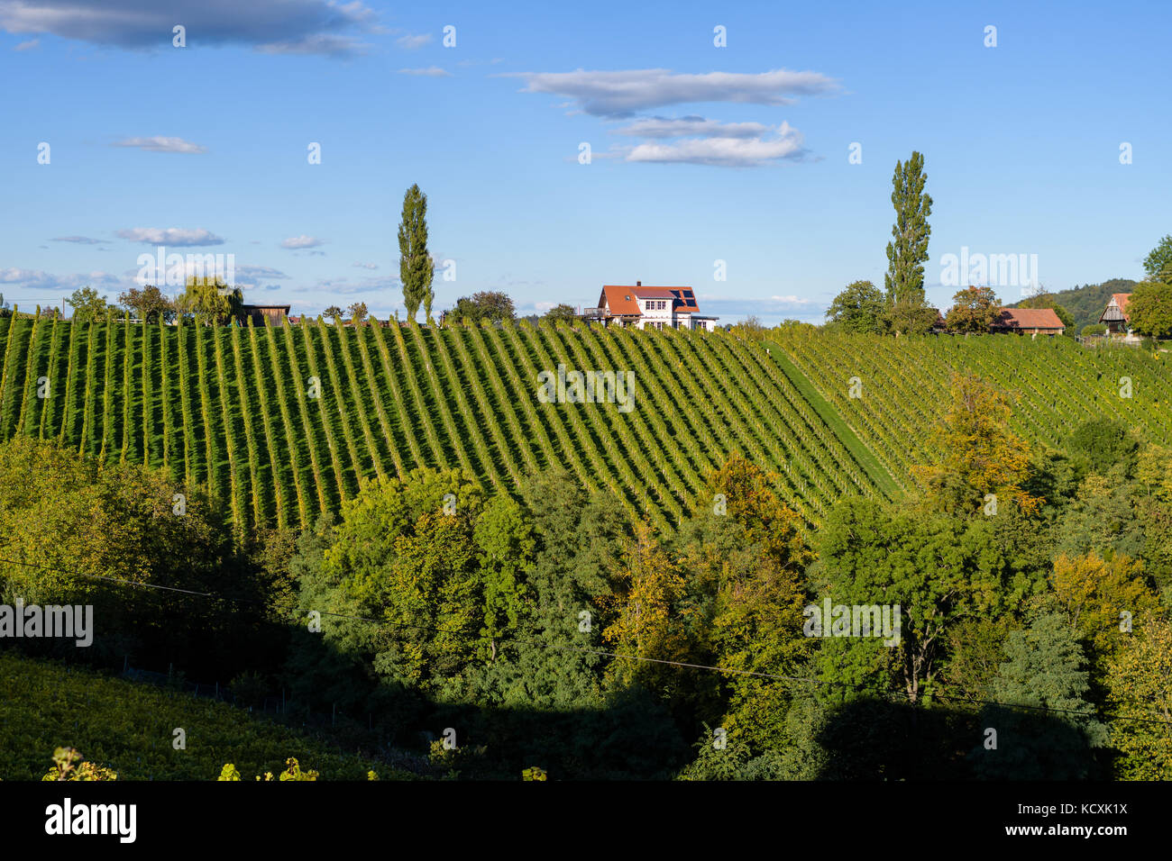 Touristique célèbre route des vins, weinstrasse sur la frontière entre l'Autriche et la Slovénie, vue de spicnik près de Maribor Banque D'Images