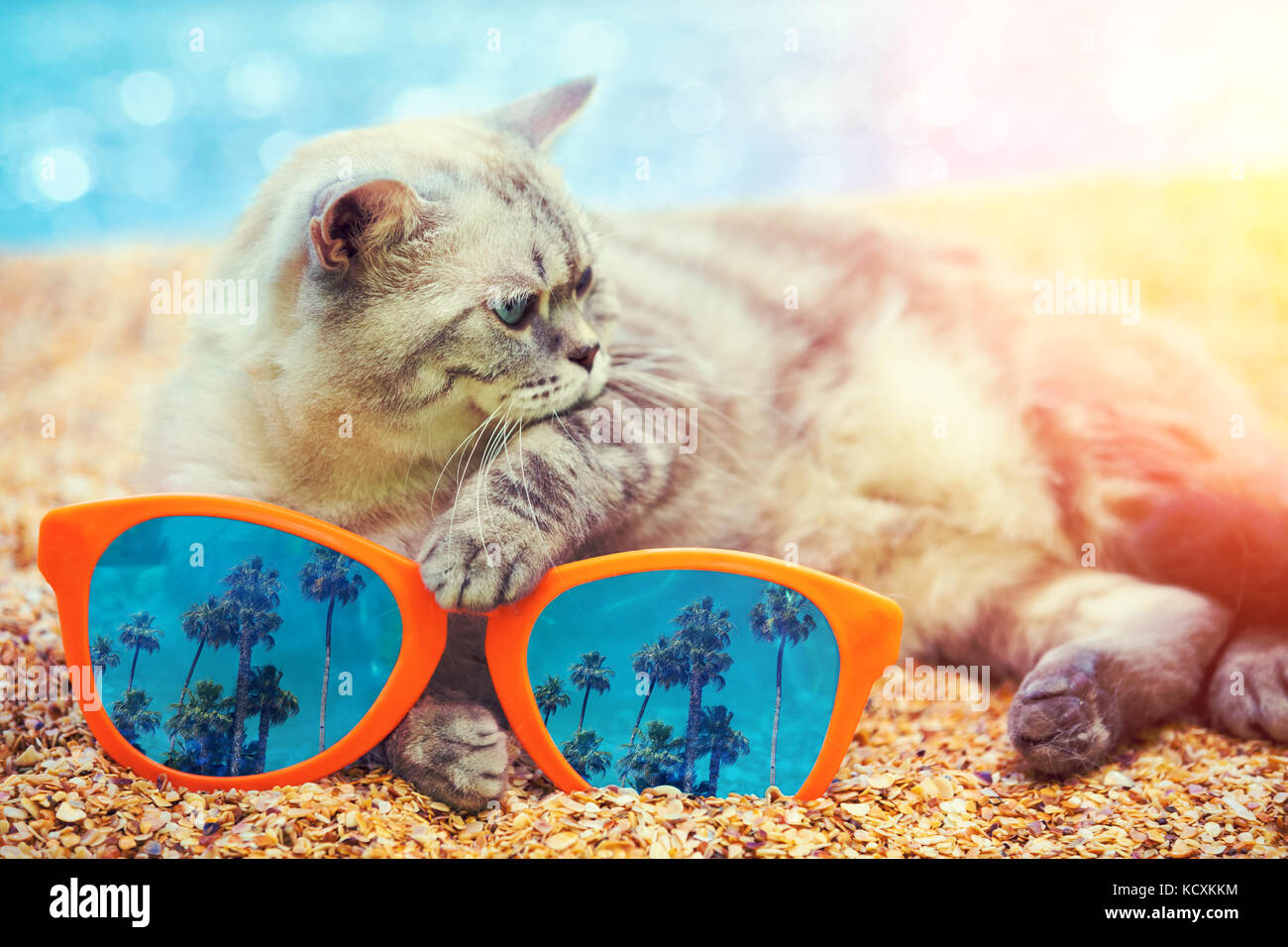 Chat Avec Des Lunettes De Soleil Avec Grand Reflet De Californie Palmiers Detente Sur La Plage Photo Stock Alamy Chat Avec Des Lunettes De Soleil Avec Grand Reflet De Californie Palmiers Detente Sur La Plage Photo Stock Alamy