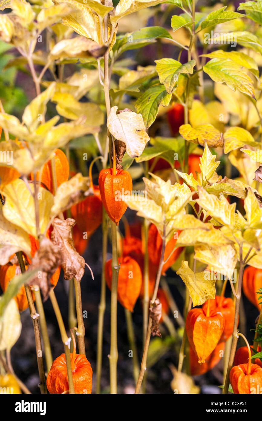 Lanterne chinoise, Physalis alkekengi, couleurs d'automne jardin bordure usine de jardin d'automne Banque D'Images