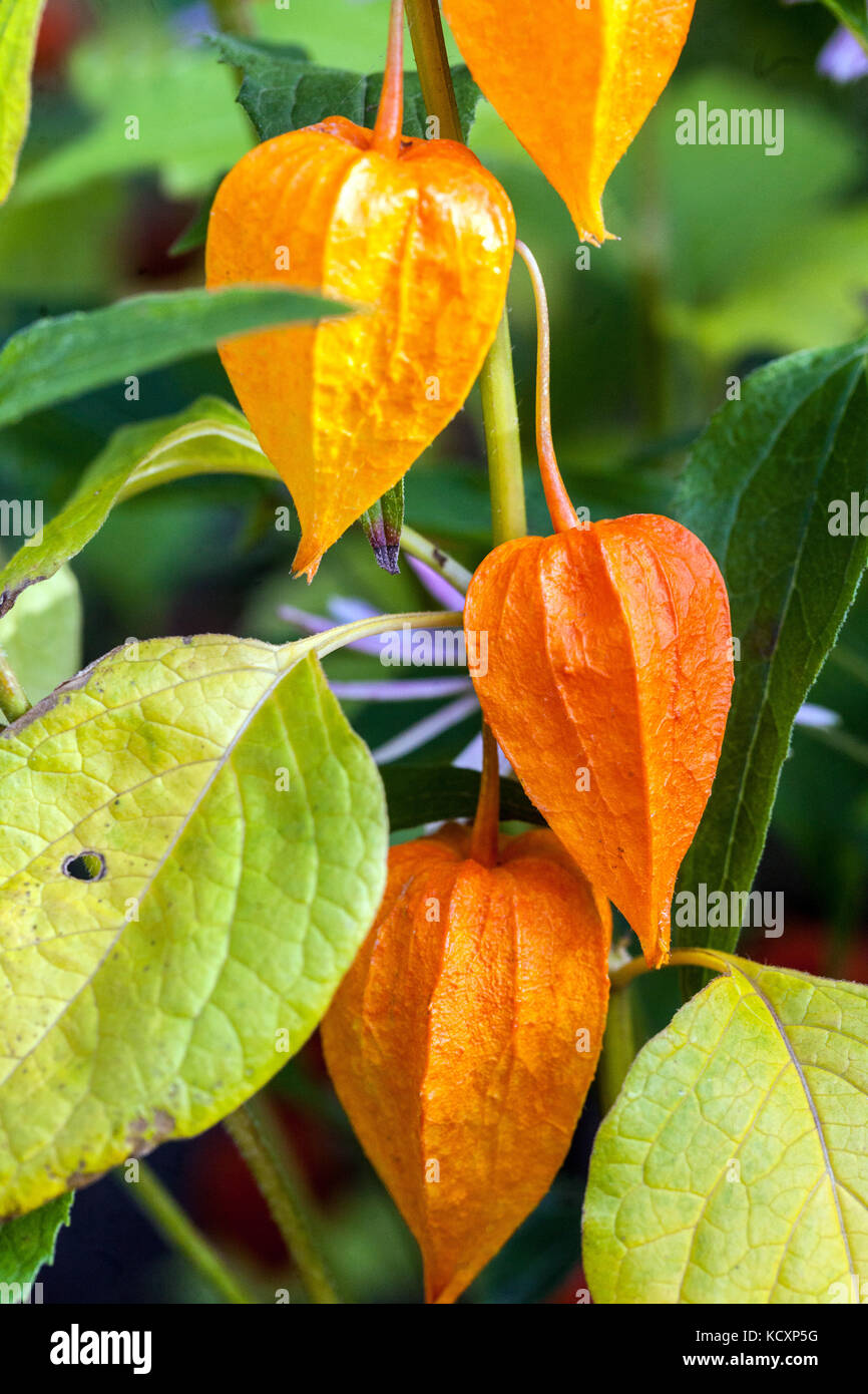 Lampe chinoise, Physalis alkekengi Banque D'Images