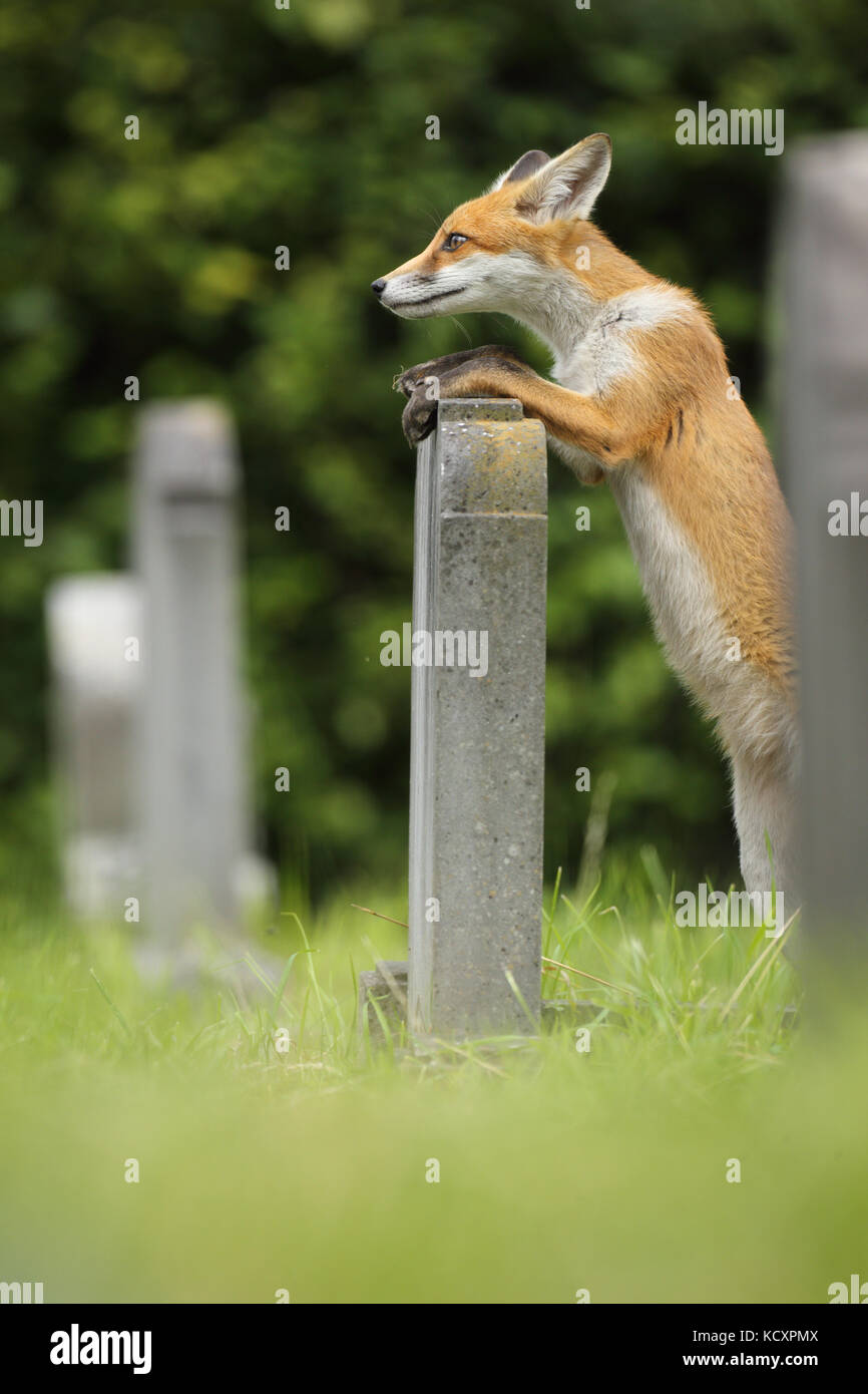 Jeune renard explorant les environs du cimetière Banque D'Images