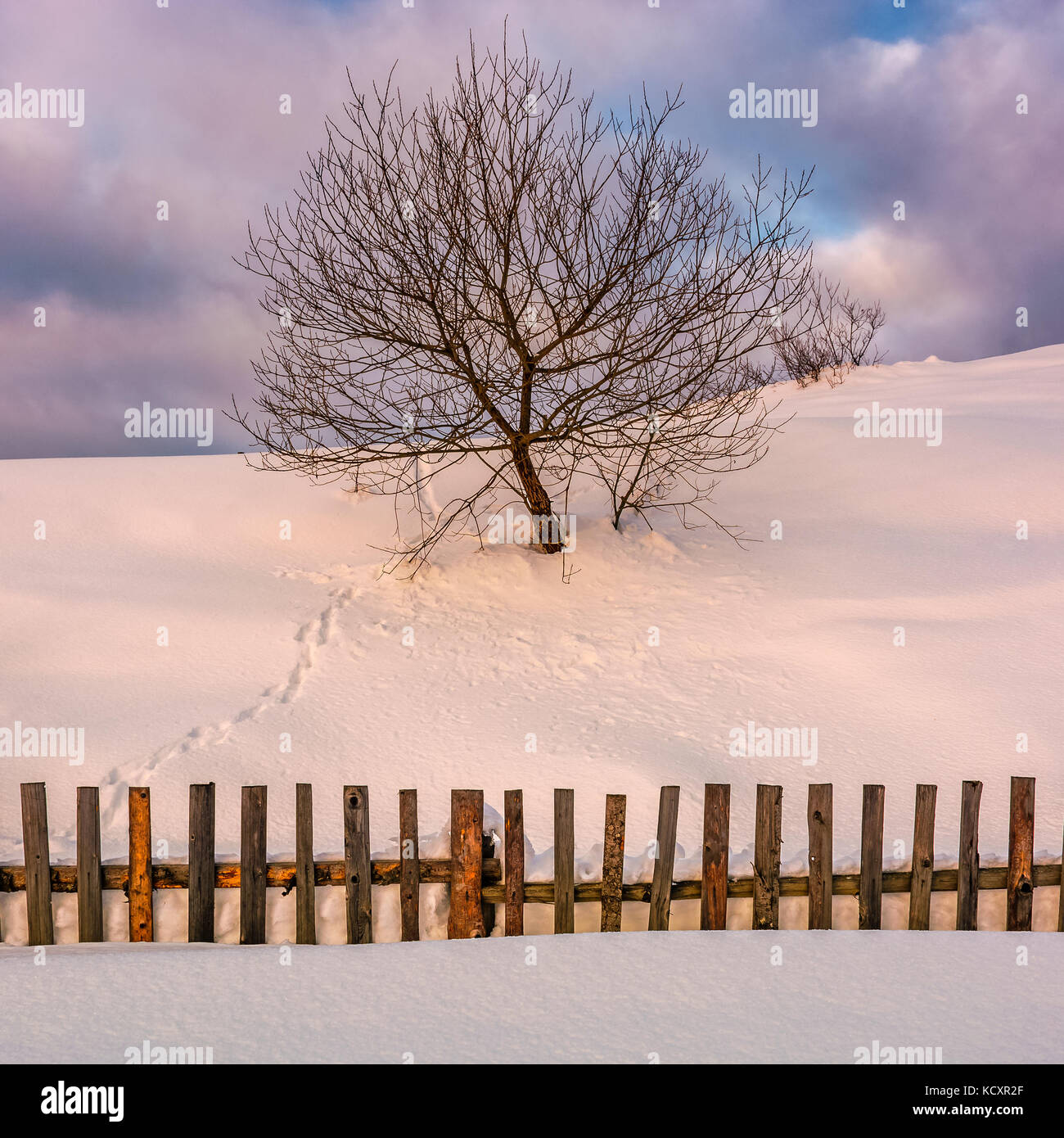 Lonely tree sur le coteau de neige derrière la clôture. beaux paysages de campagne en hiver la lumière du matin Banque D'Images