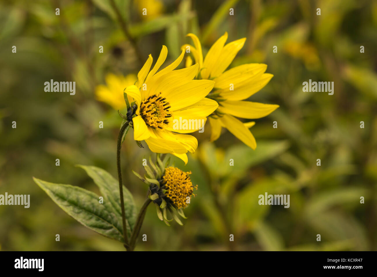 Senecio jacobaea séneçon commun - belle fleur jaune macro closeup Banque D'Images