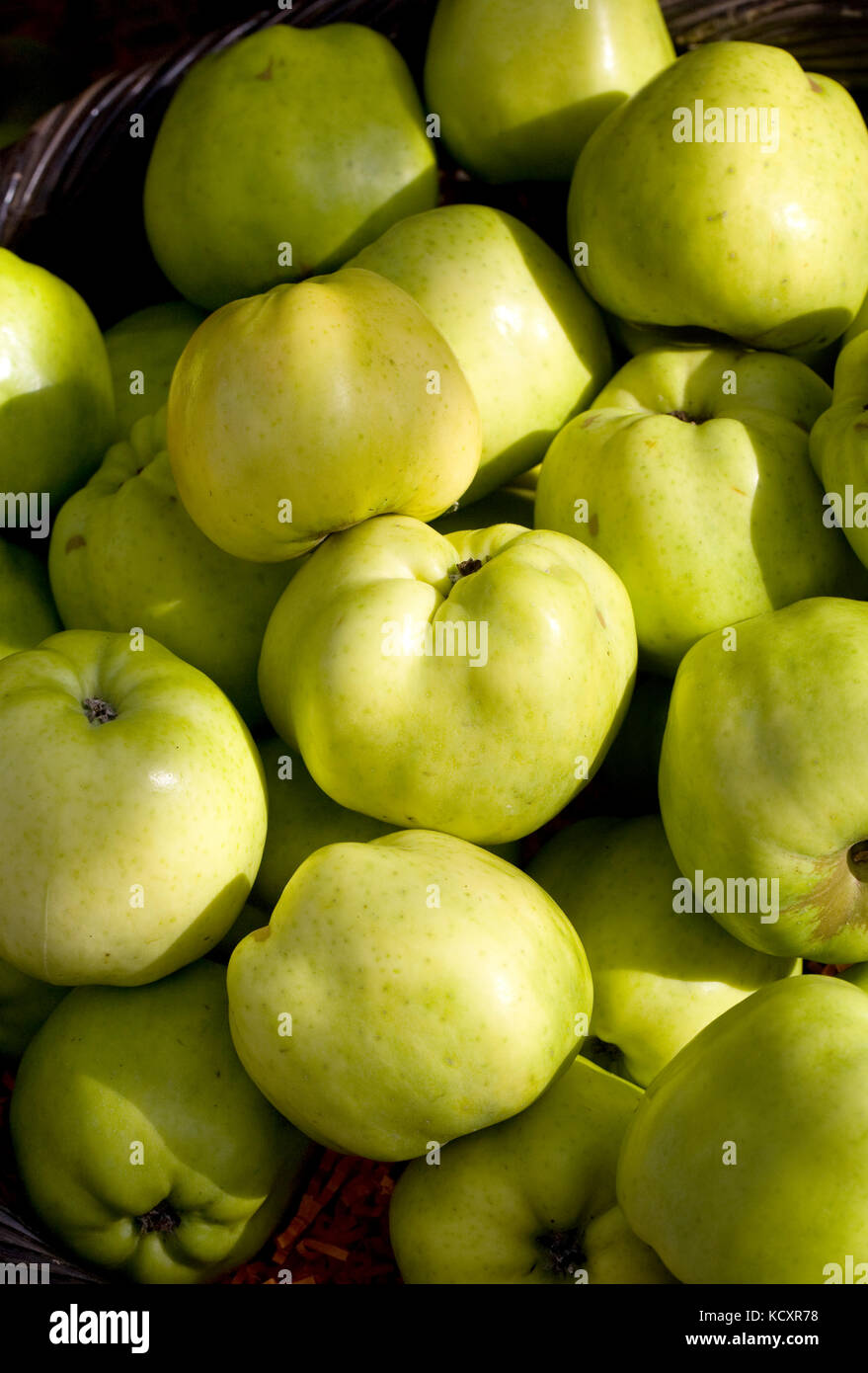 Malus domestica 'lord derby". la cueillette des pommes. Banque D'Images