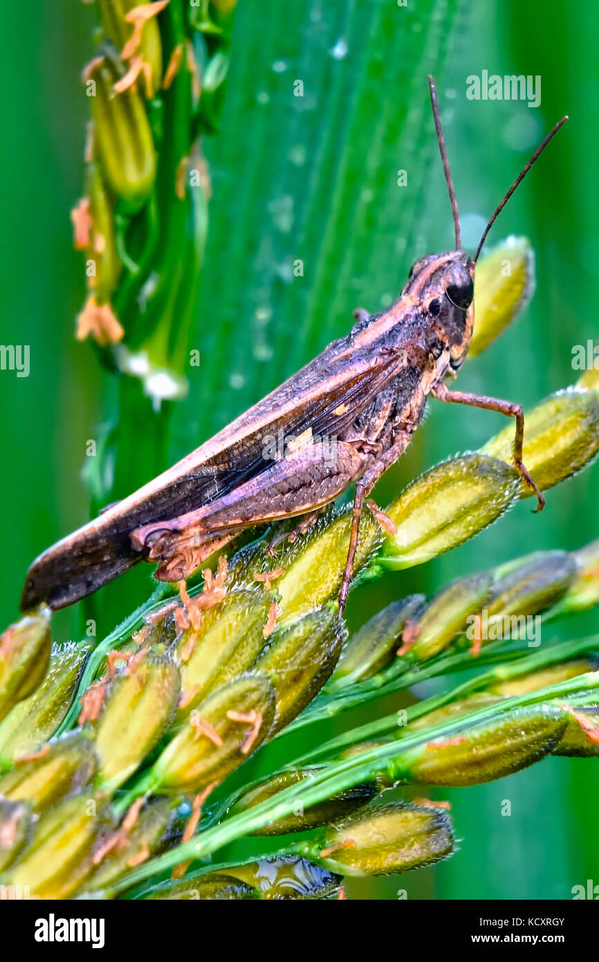 Les insectes l'Agriculture Banque D'Images