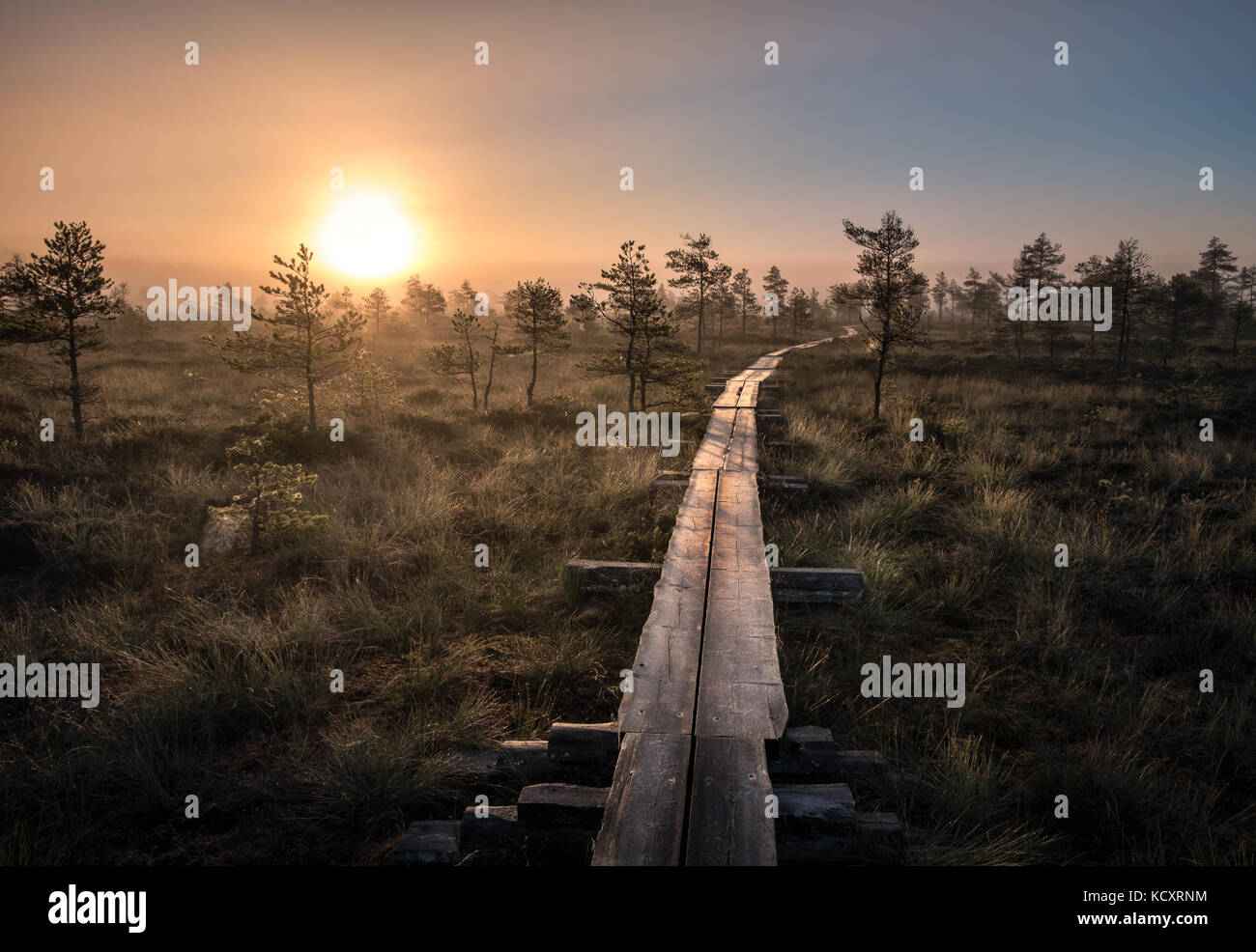 Vue panoramique de marécage à wooden path au matin d'automne dans le parc national de torronsuo, Finlande Banque D'Images