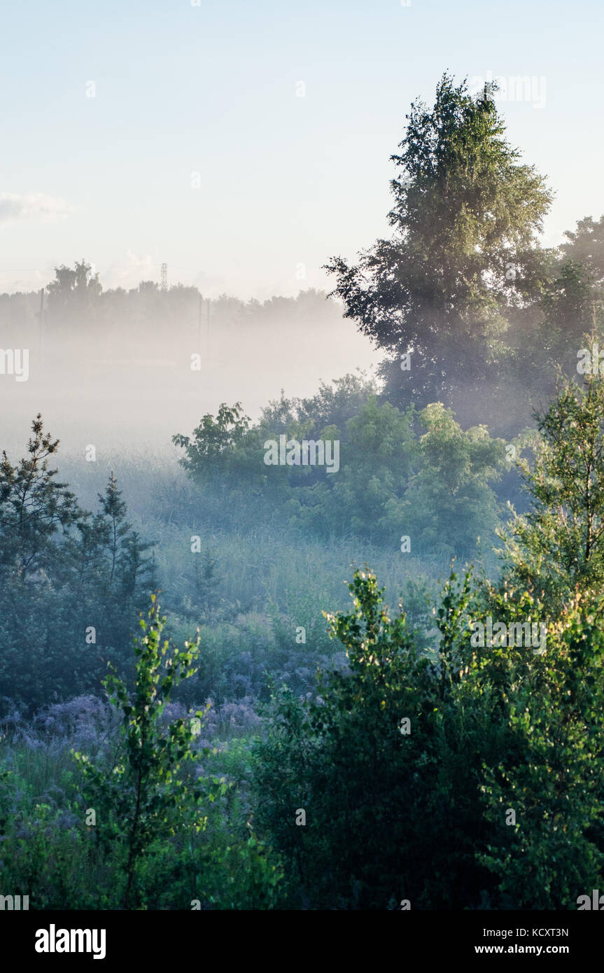 Belle scène de matin. Paysage letton avec champs brumeux. Banque D'Images