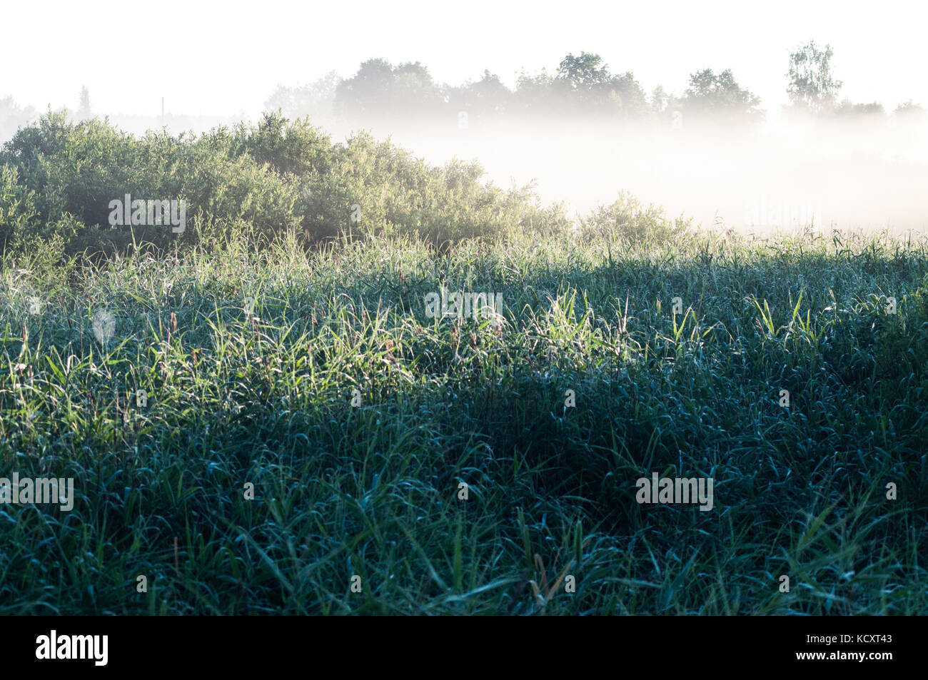Plus de brouillard matin blanc, vert pelouse profonde. Derrière la forêt. Banque D'Images