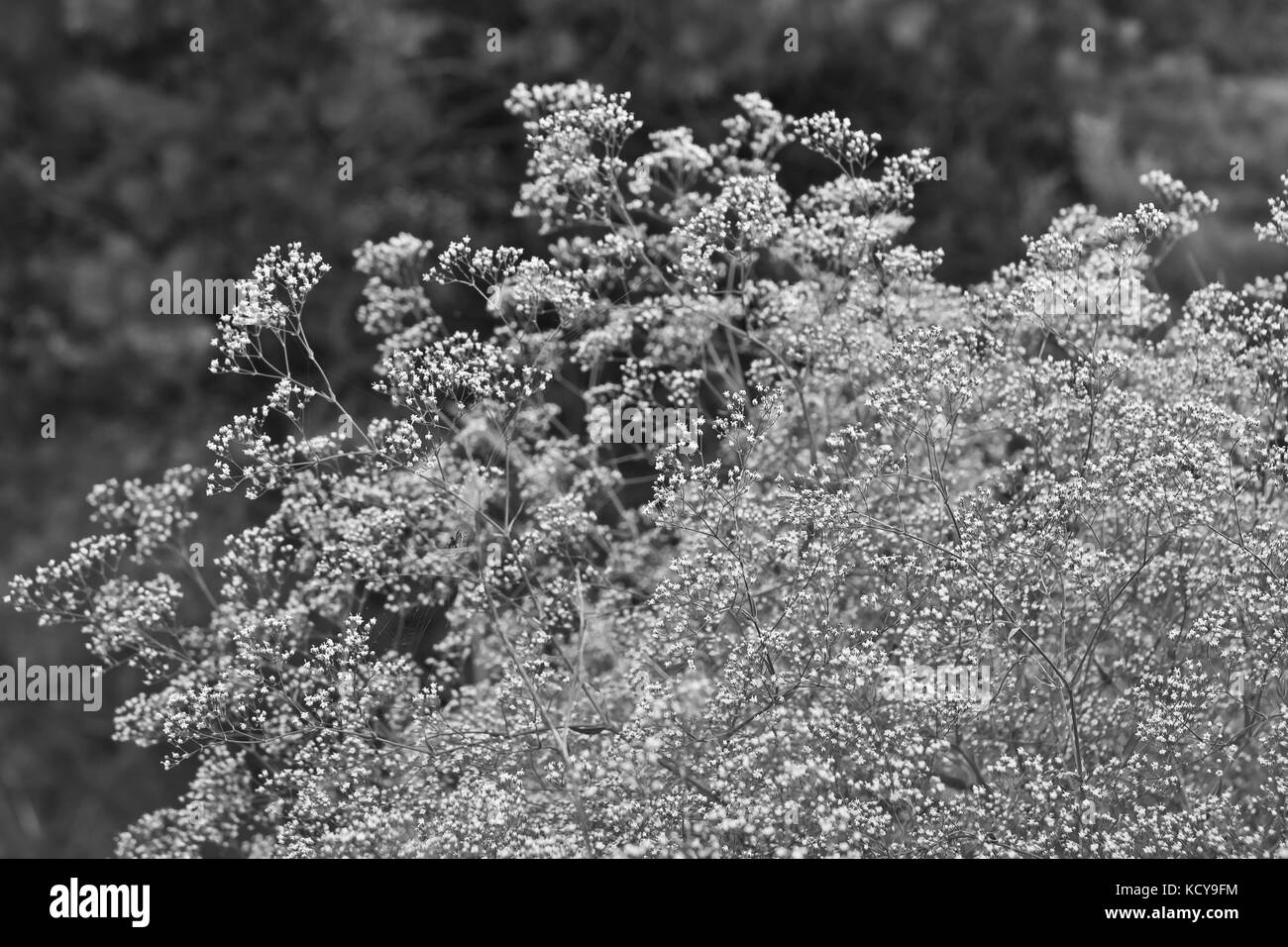 Le noir et blanc texture naturelle Banque D'Images