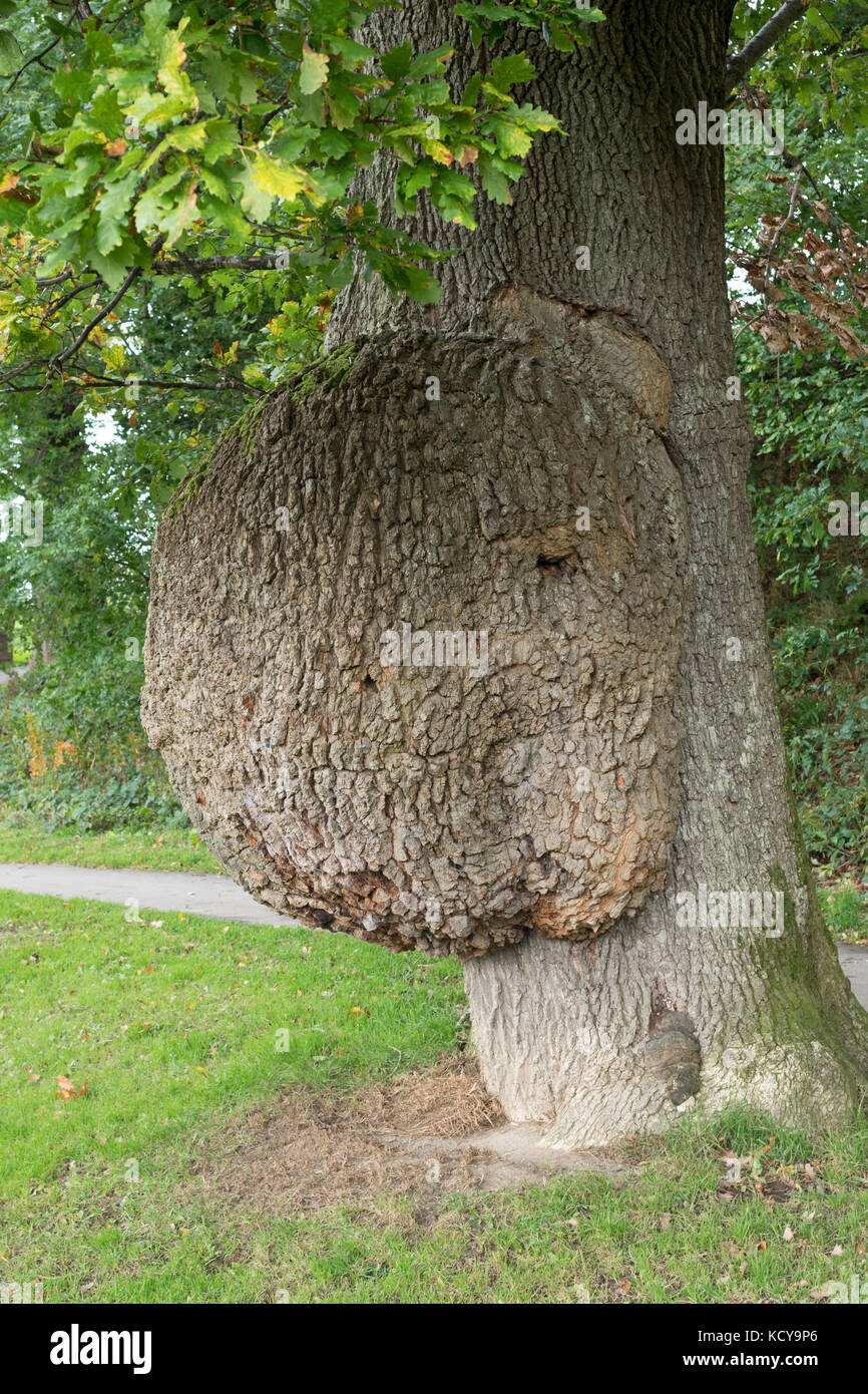 Un grand bur ou la croissance sur le côté d'un chêne, Keswick, Cumbria, England, UK Banque D'Images