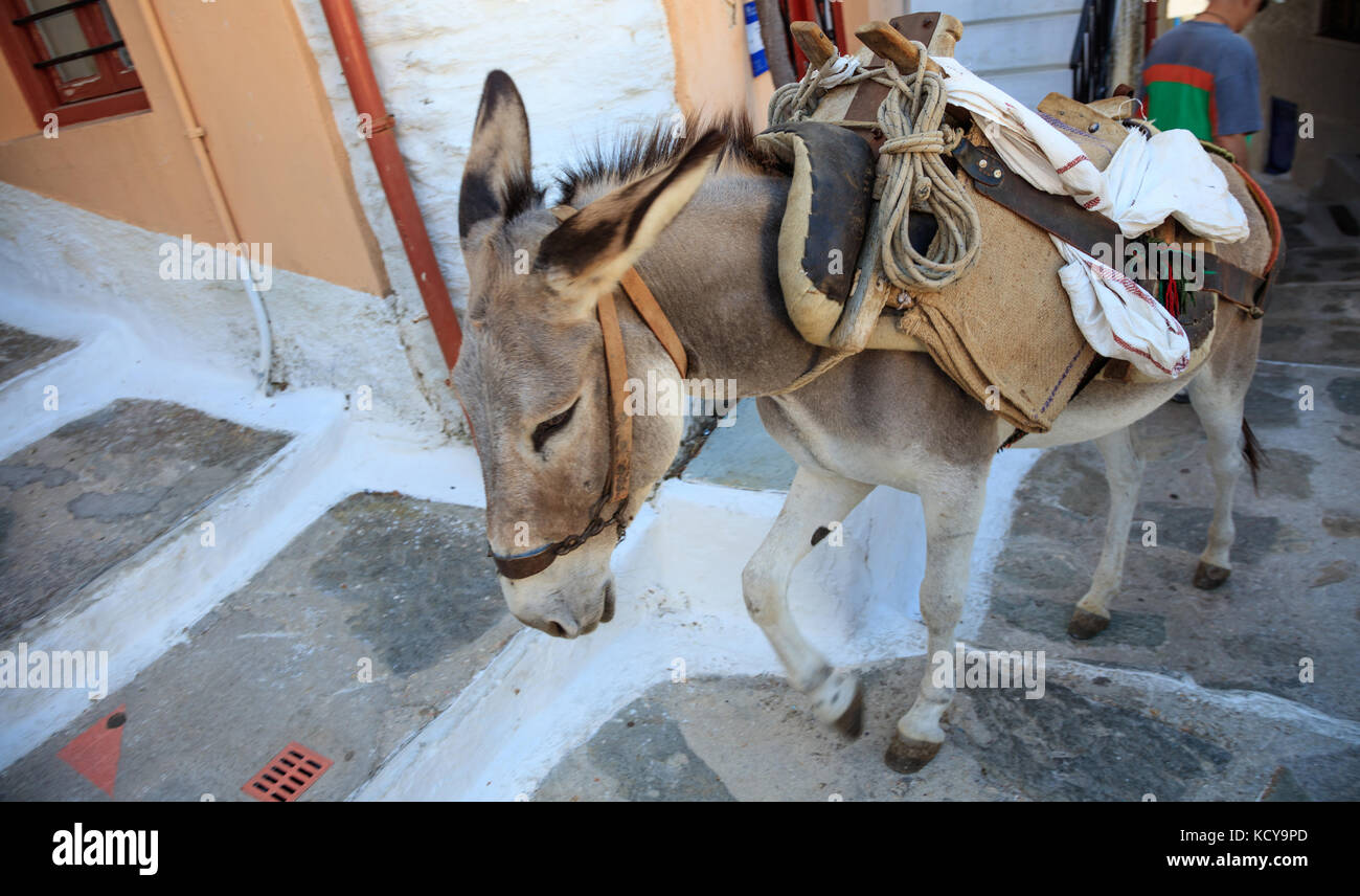 Âne dans le taxi les îles de la Méditerranée. Nouveau moyen de transport aventureux. Banque D'Images
